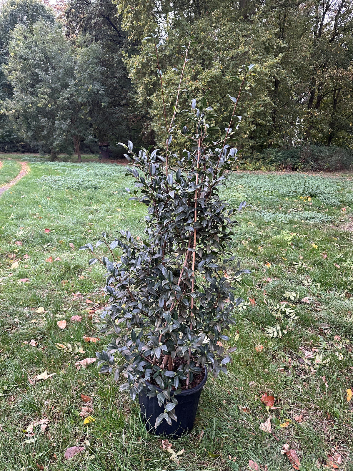 Camellia Ginryû