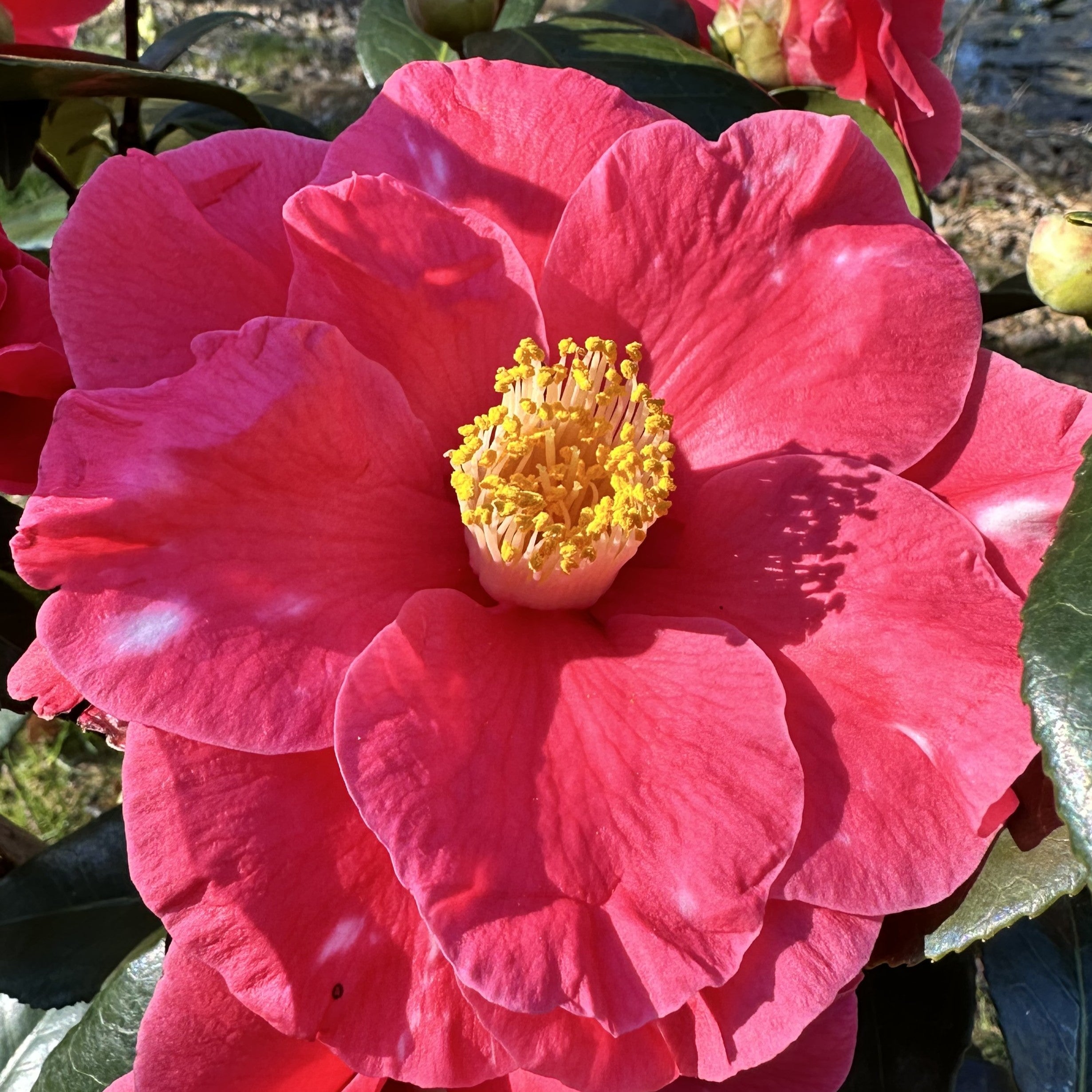 Camellia Guilio Nuccio