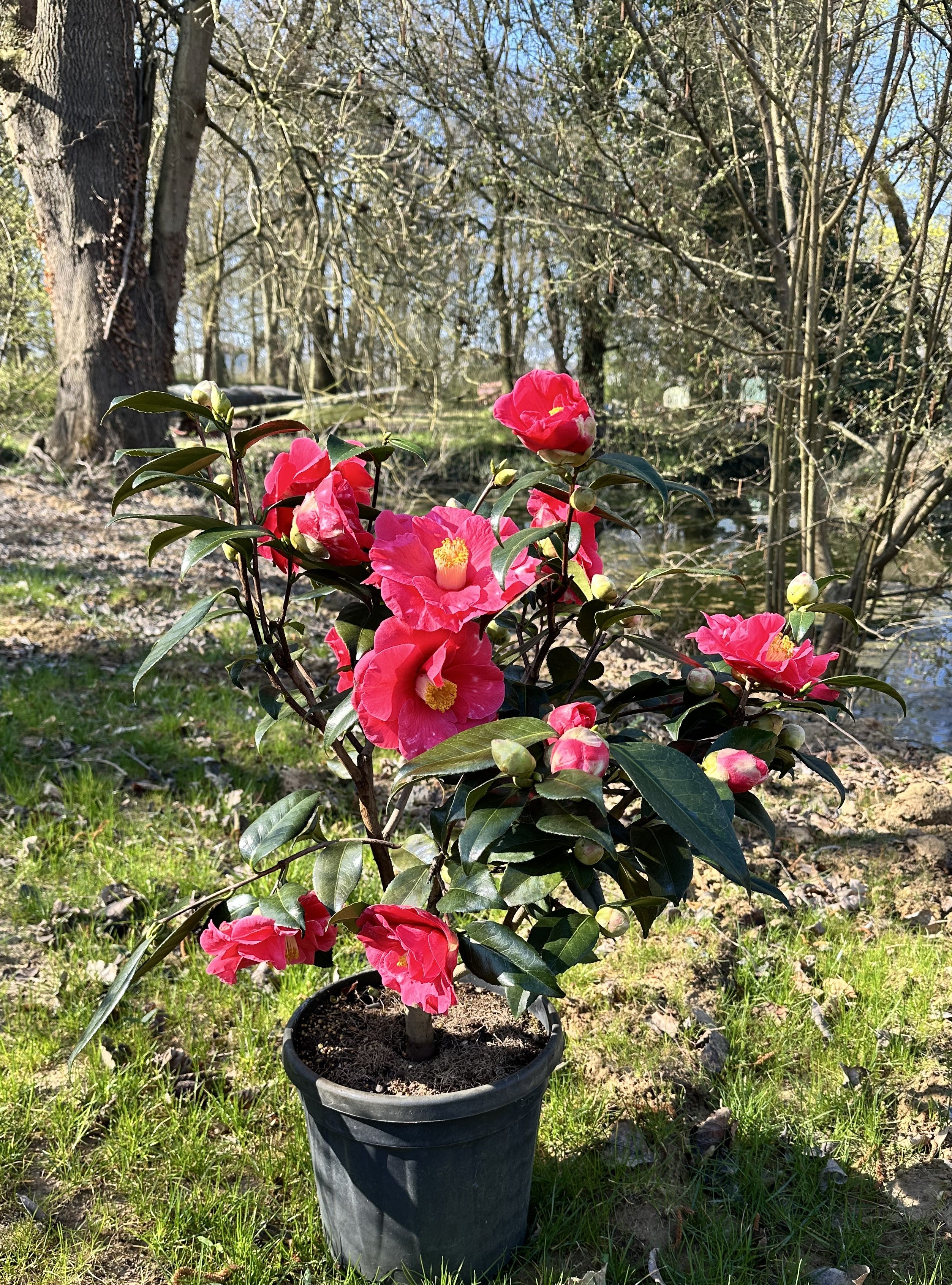 Camellia Guilio Nuccio