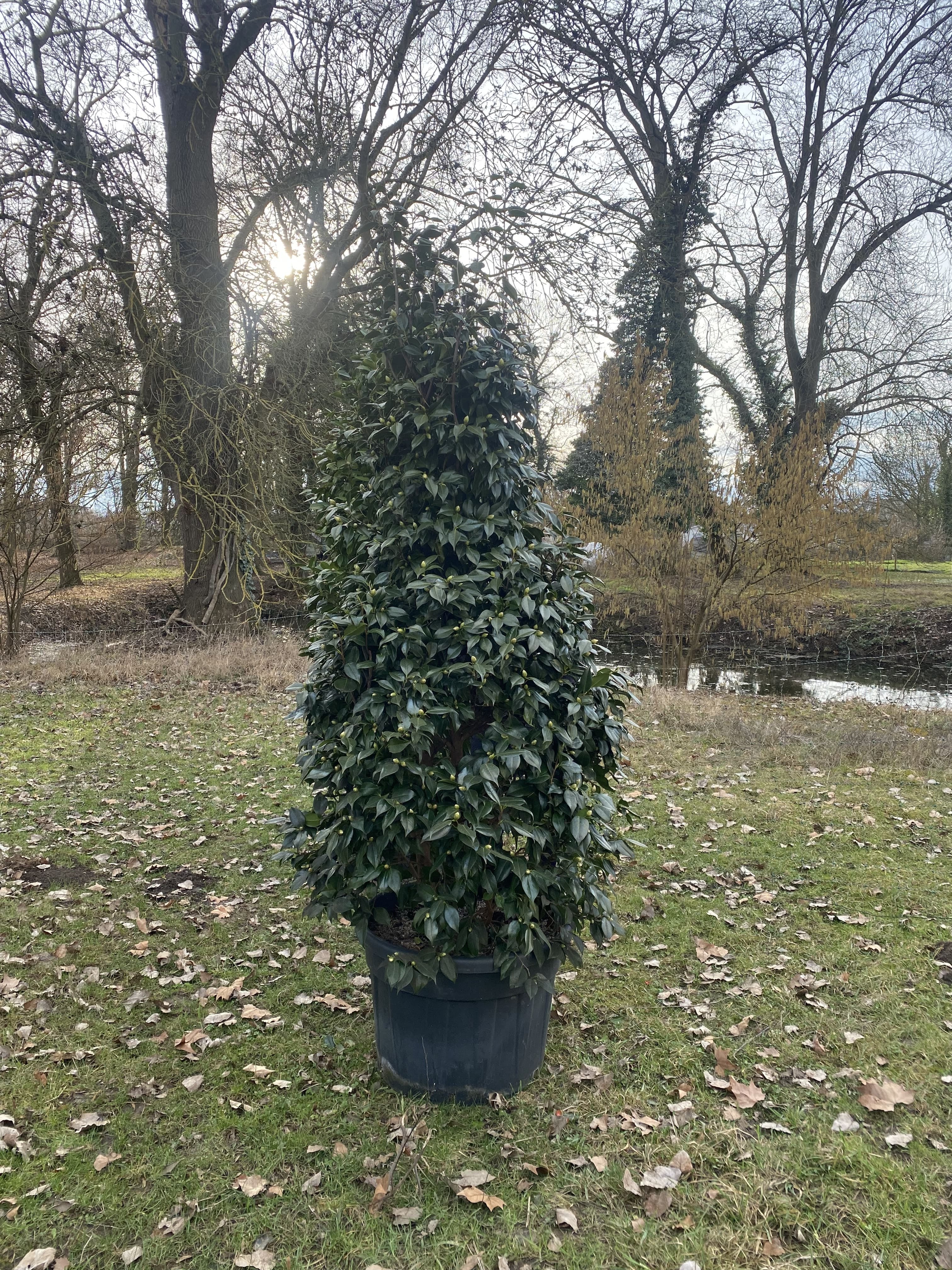 Camellia Hagoromo