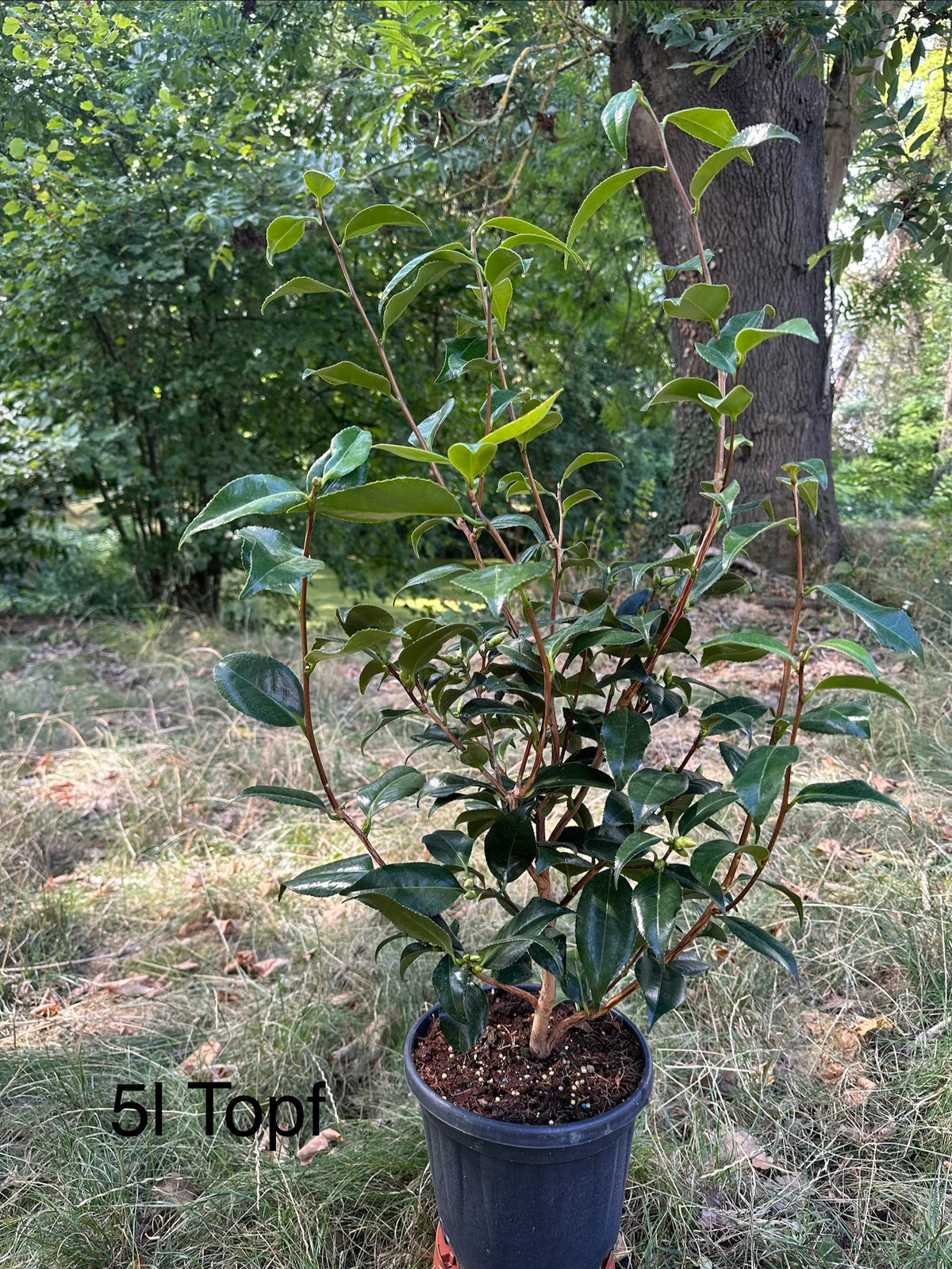 Camellia Hagoromo