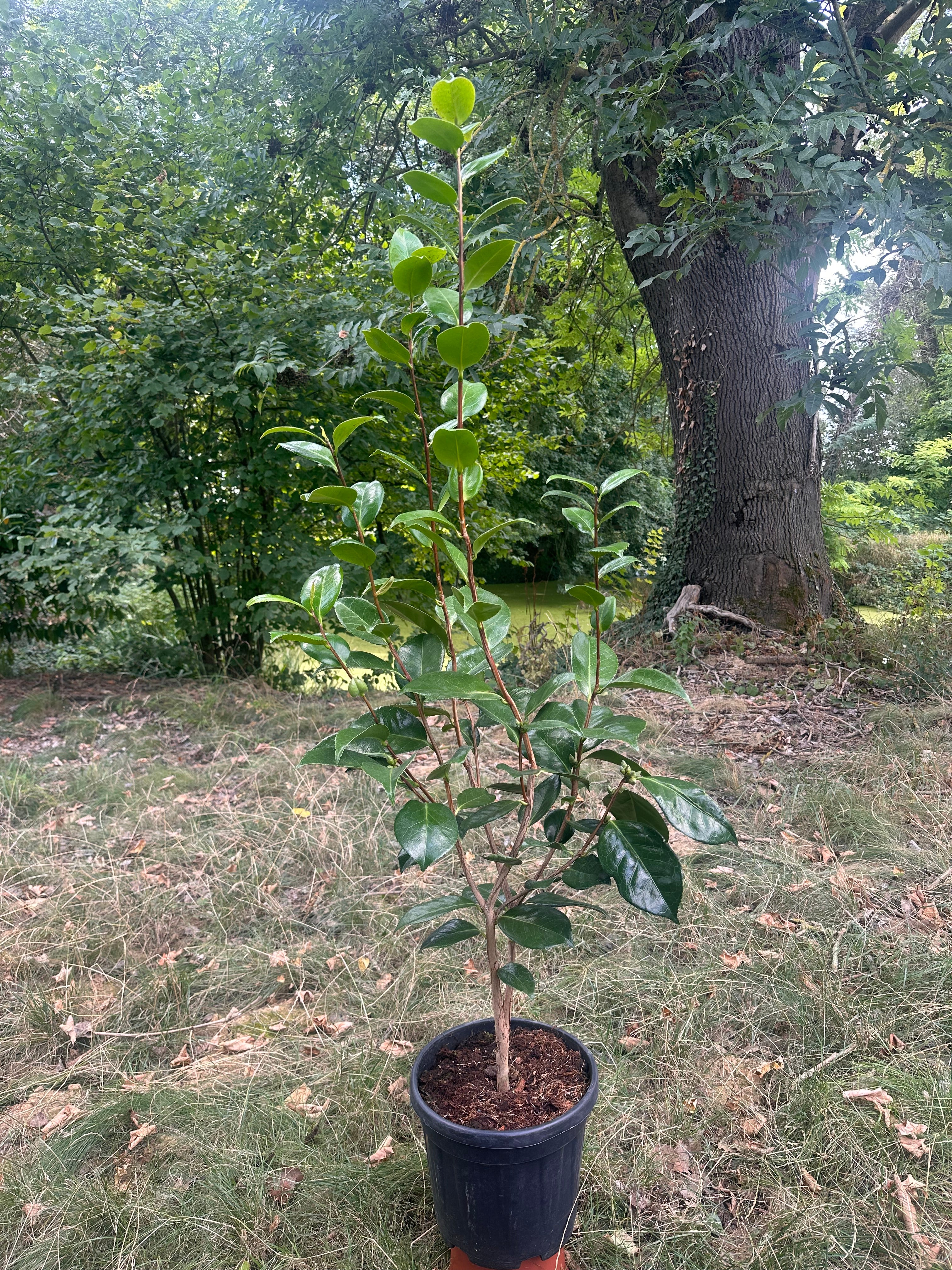 Camellia White Well