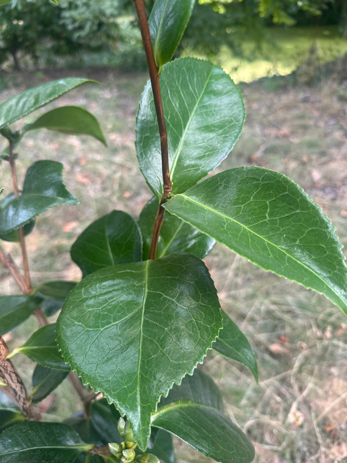 Camellia White Well