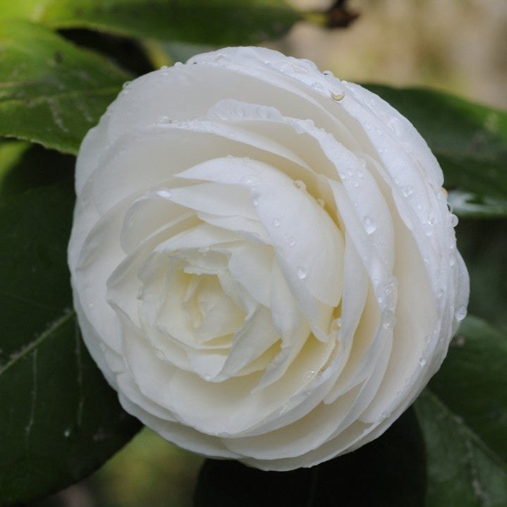Camellia White Well