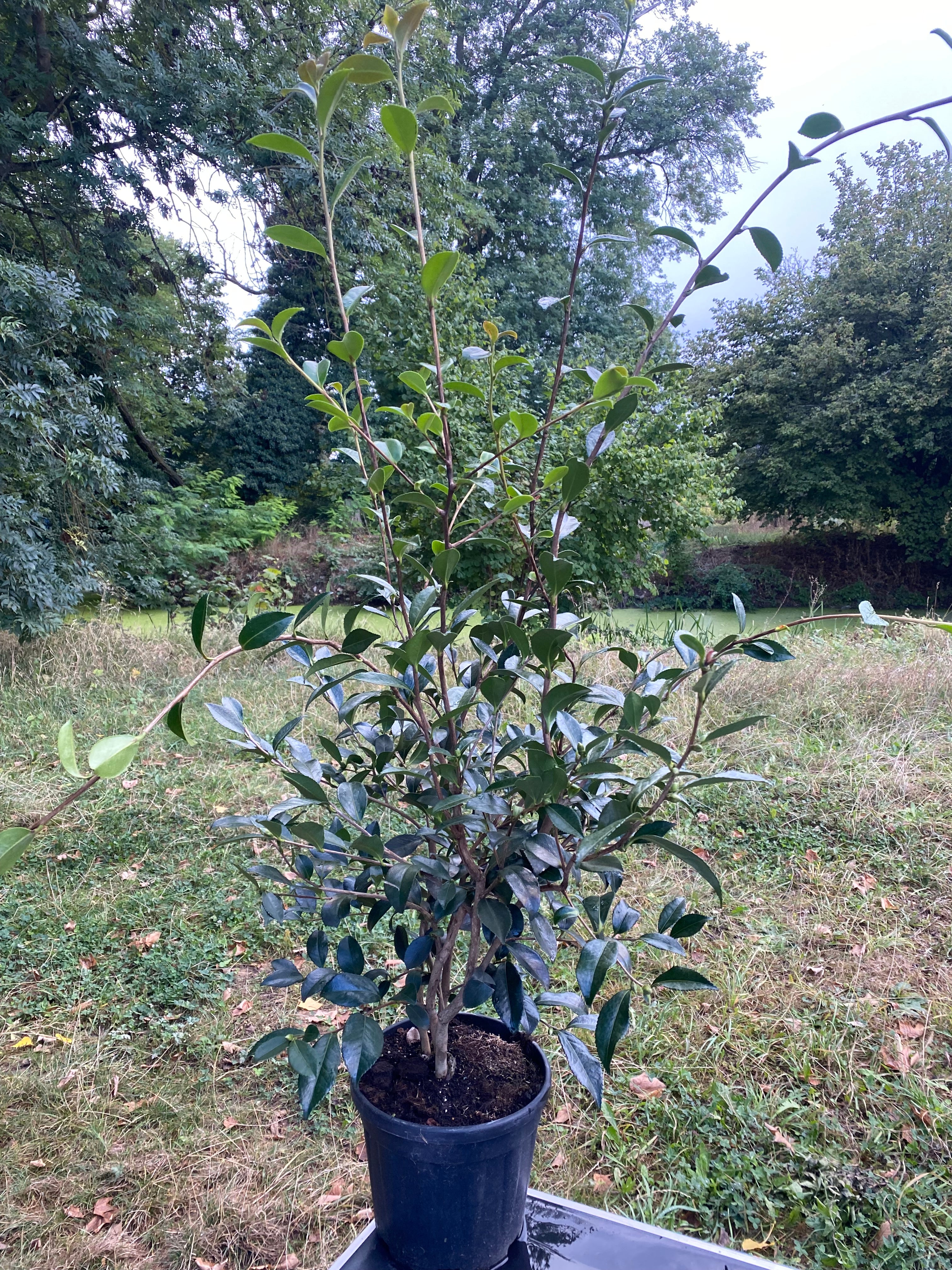 Camellia Hinode-gumo