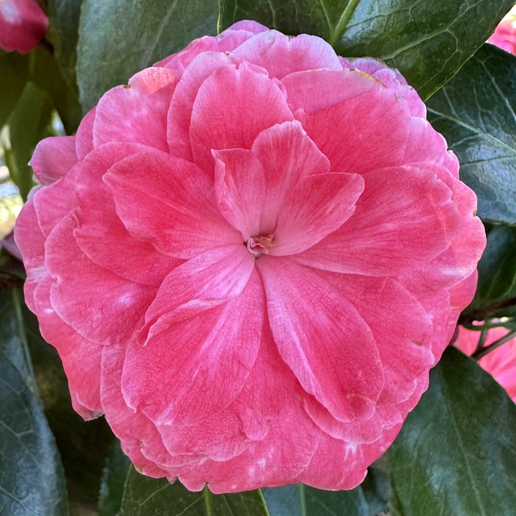 Camellia Il Tramonto