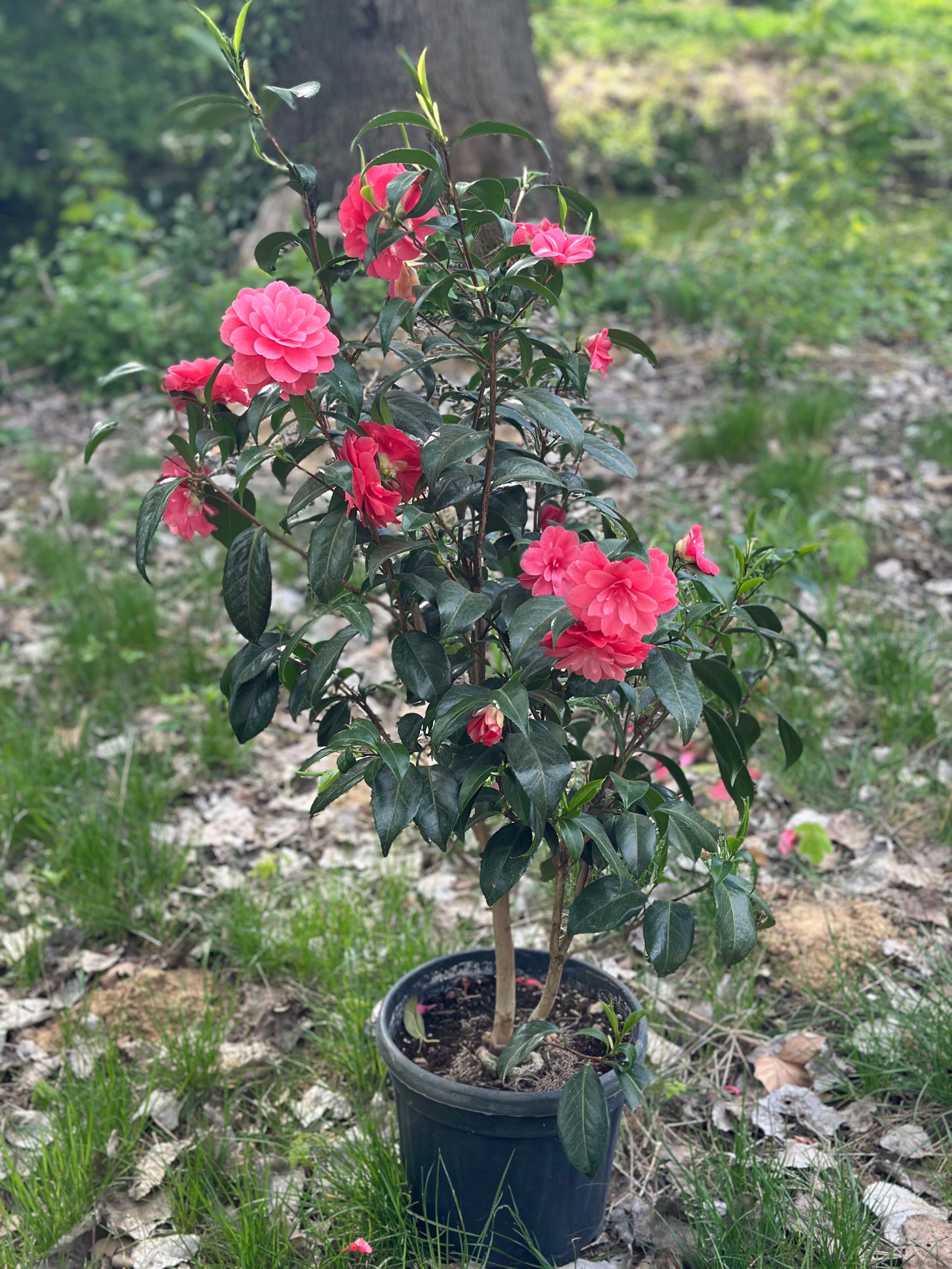 Camellia Il Tramonto