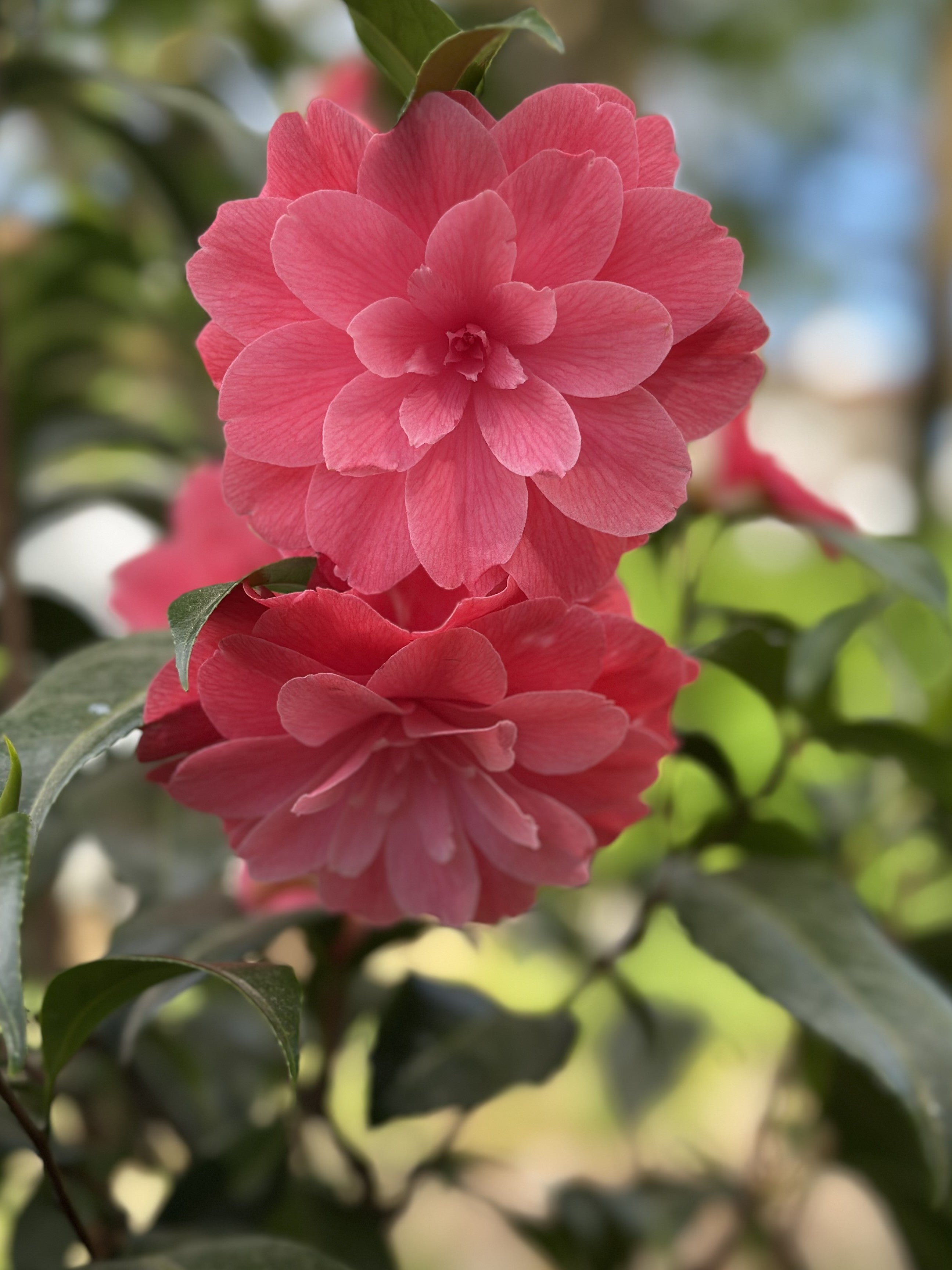 Camellia Il Tramonto