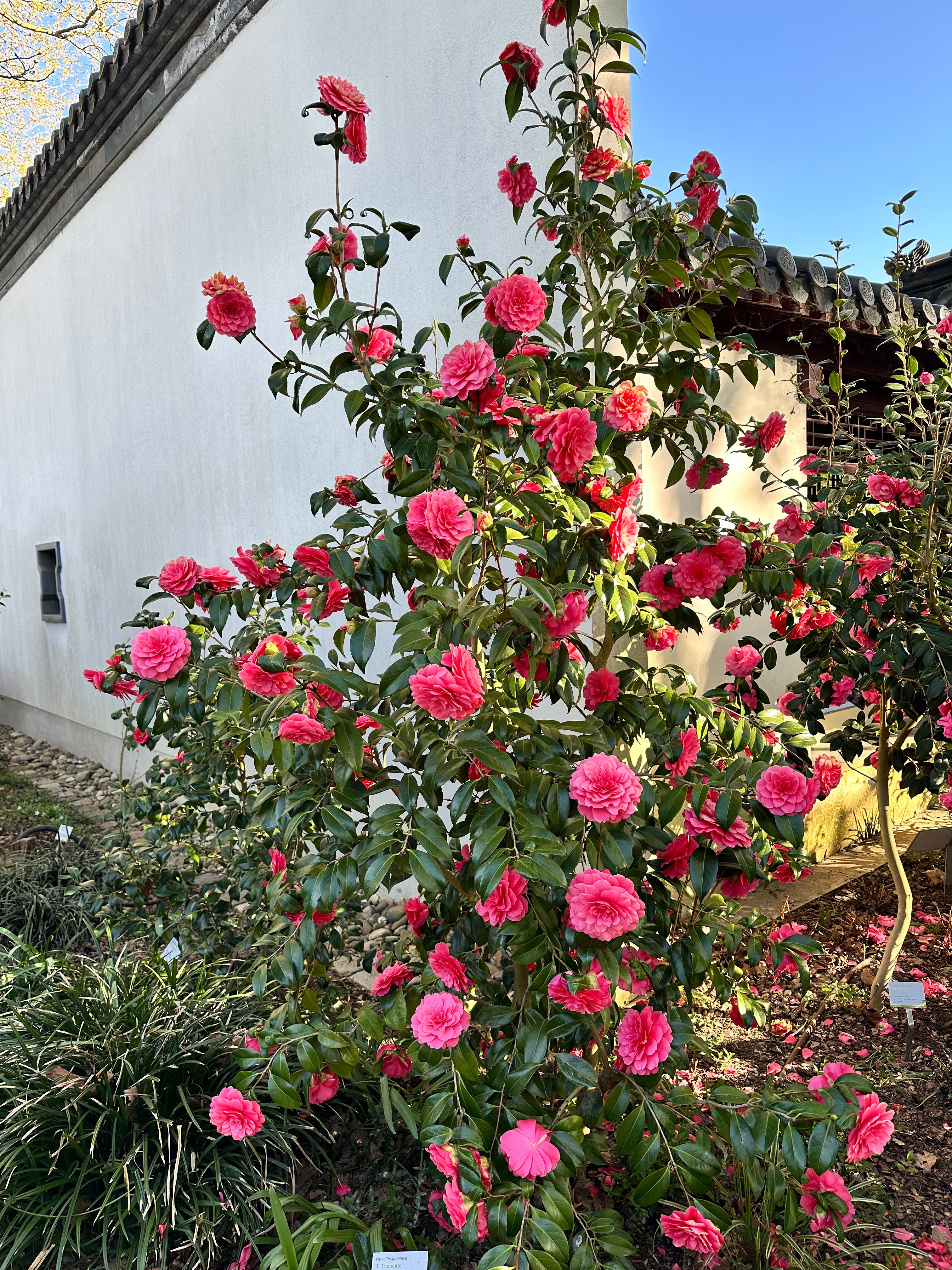 Camellia Il Tramonto