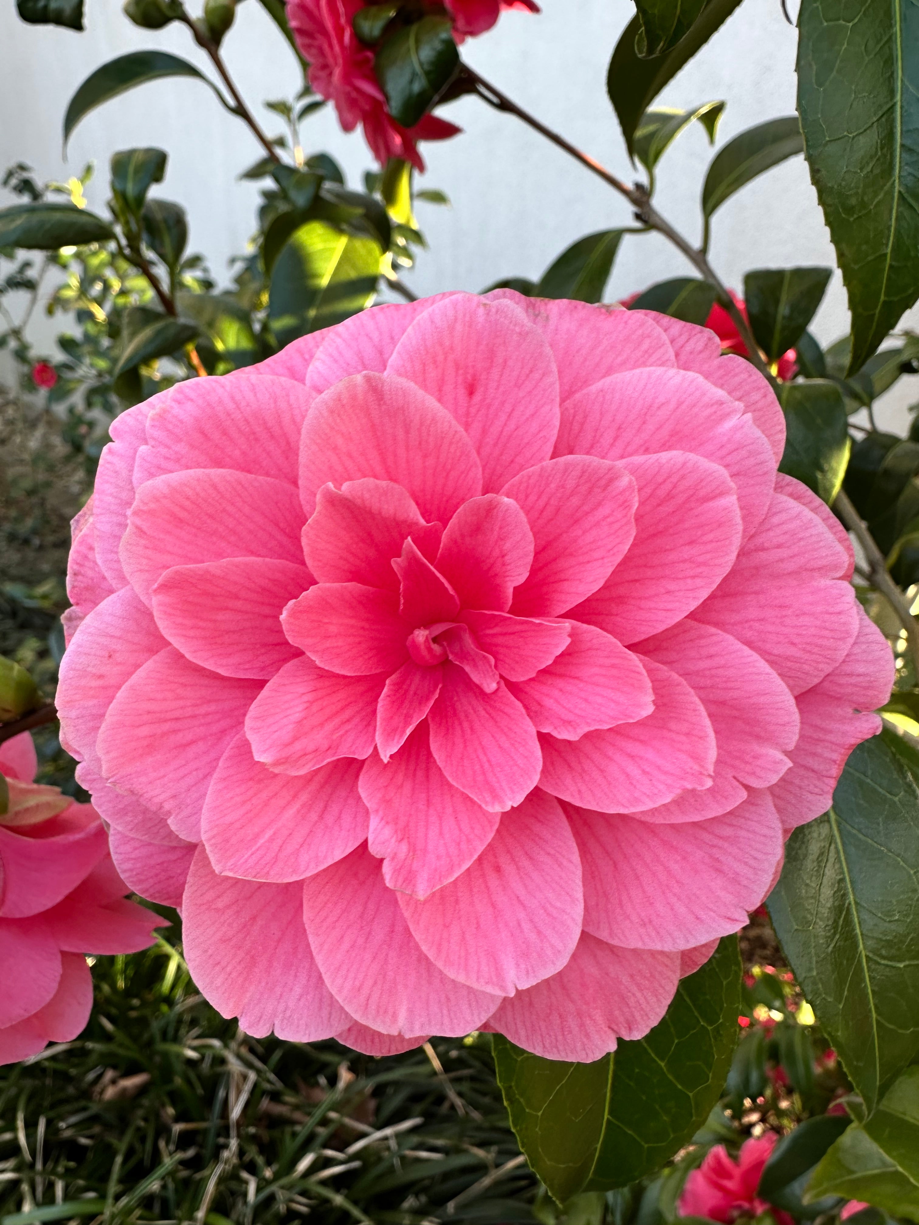 Camellia Il Tramonto