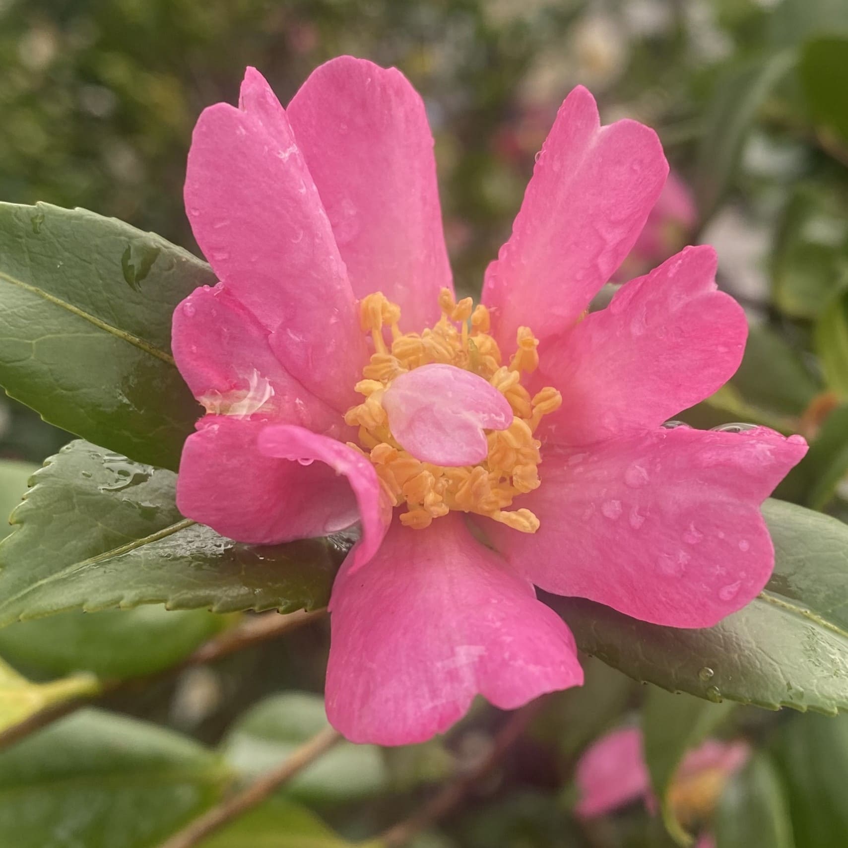 Camellia Isoli