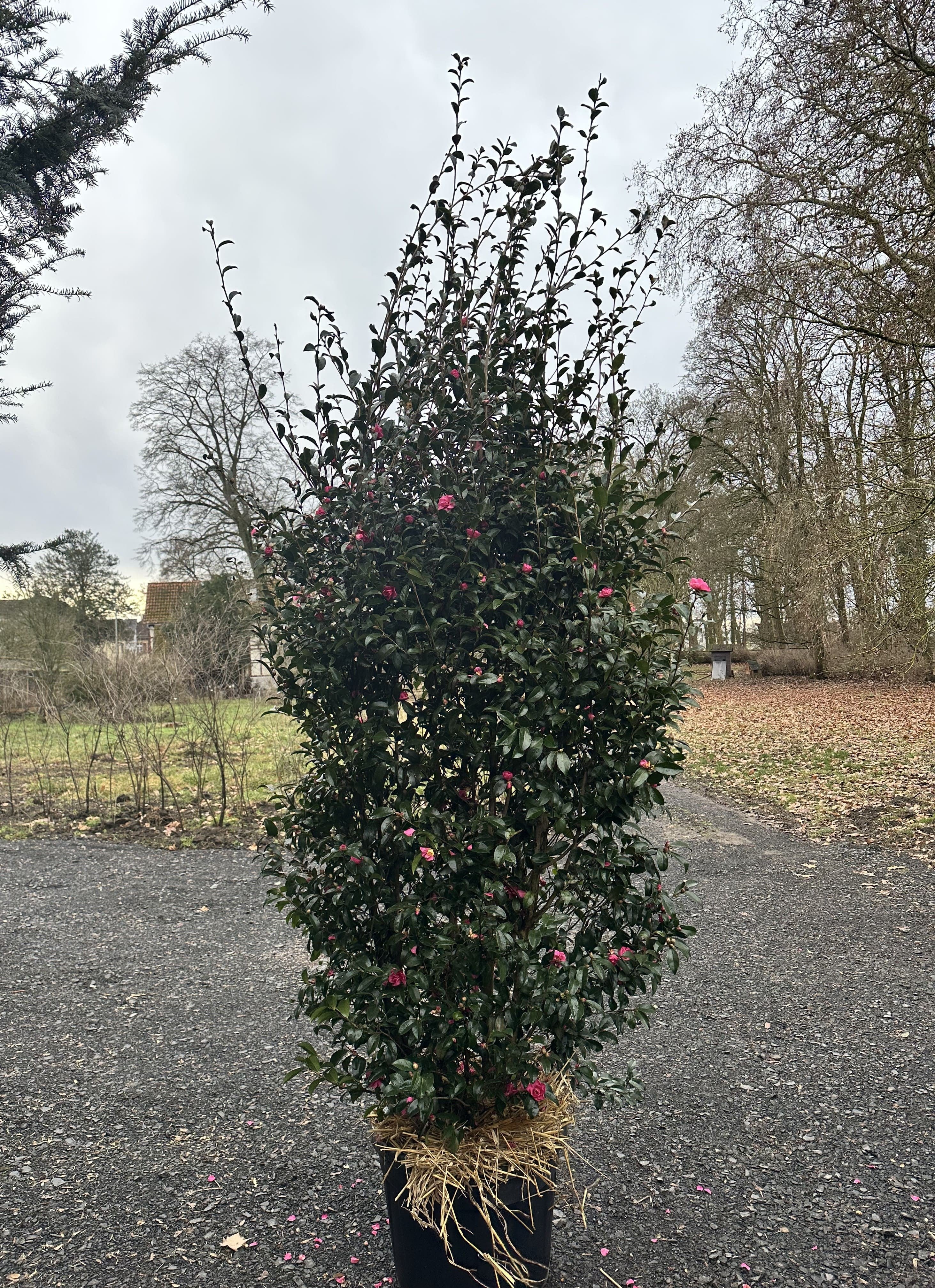 Camellia Jennifer Susan