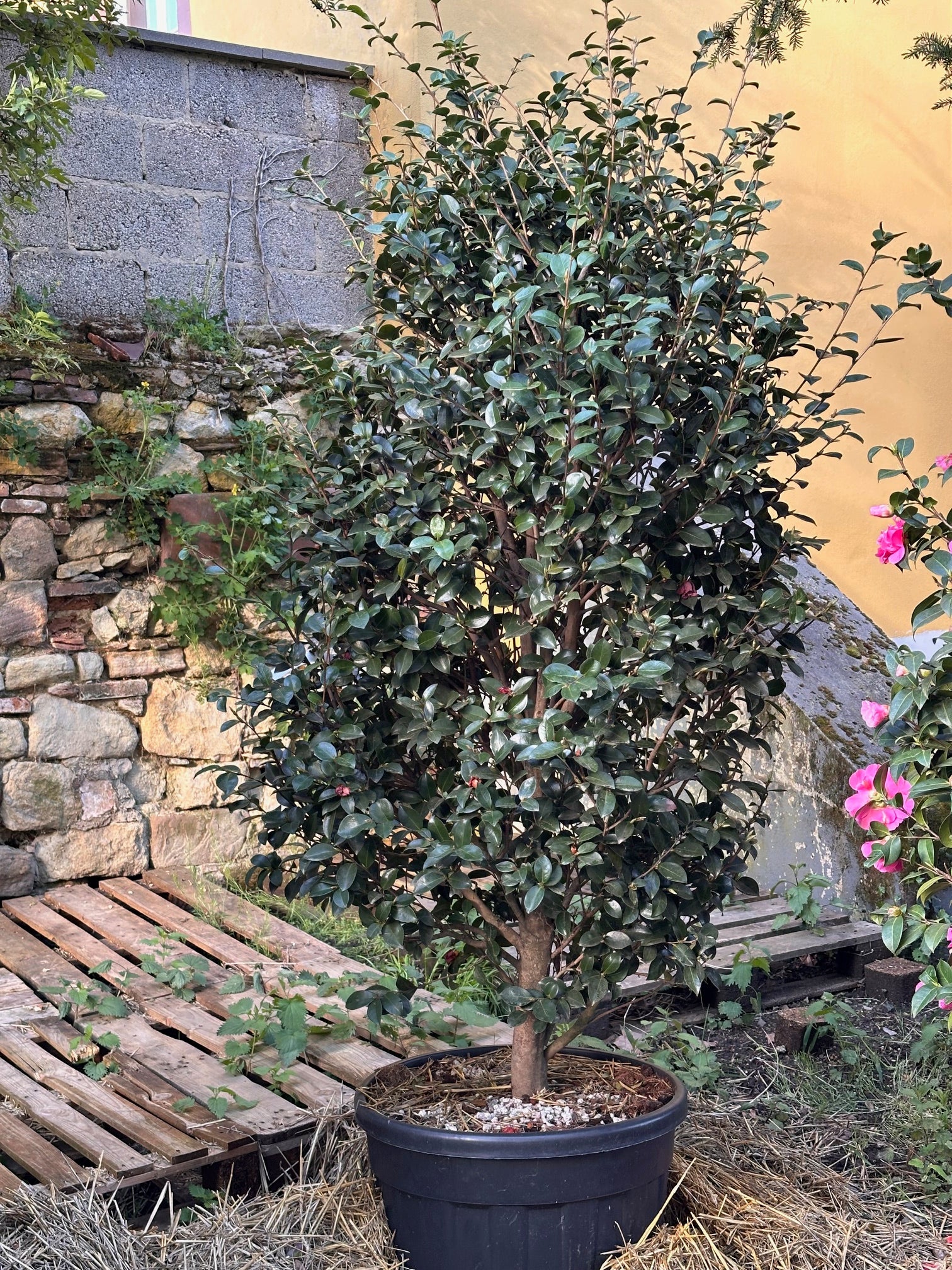 Camellia Kanjiro