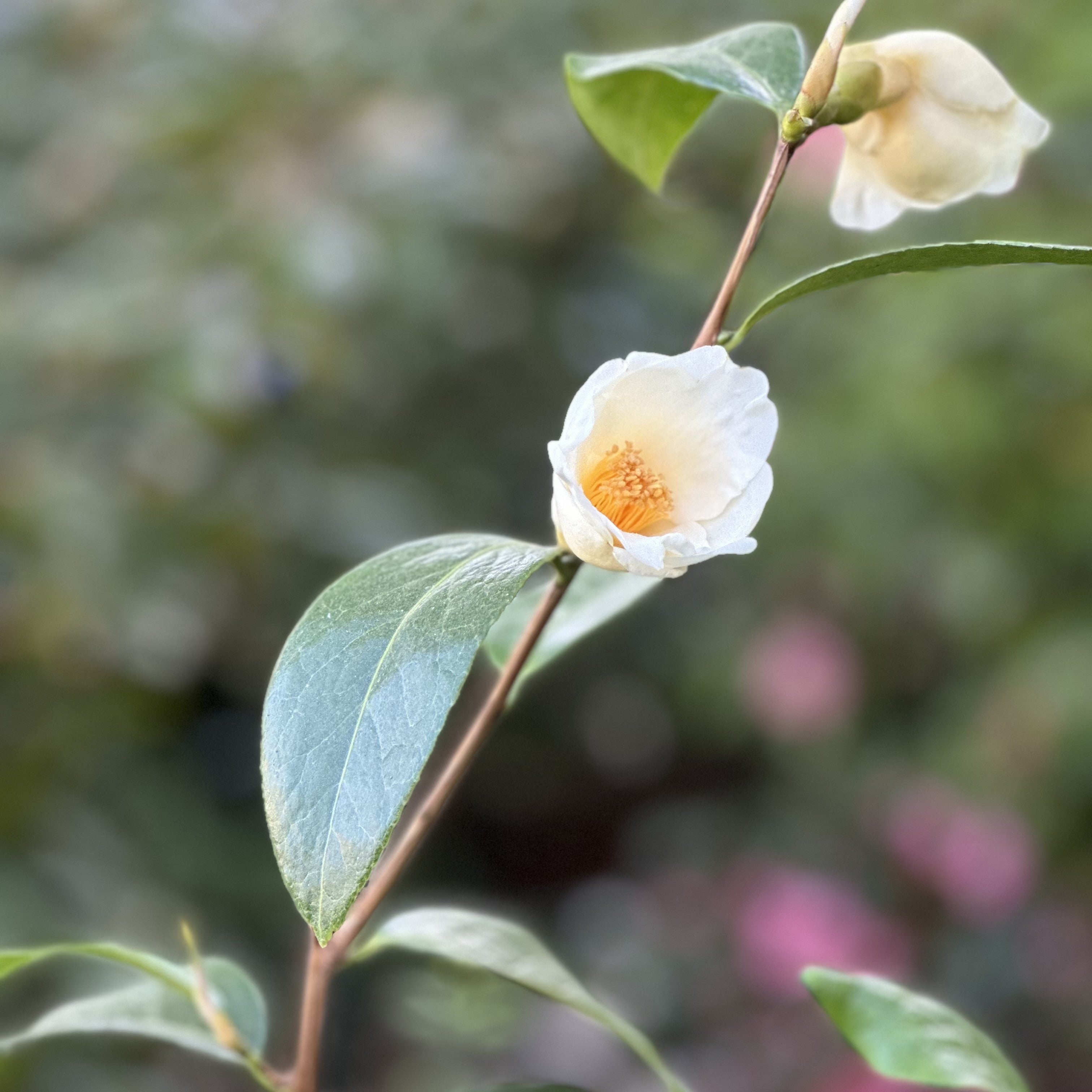 Camellia Cuspidata wild form