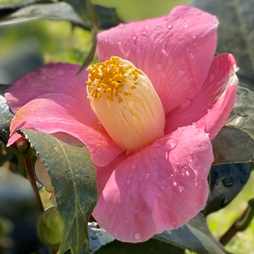 Camellia Kingyo-tsubaki (Fischschwanz Kamelie)