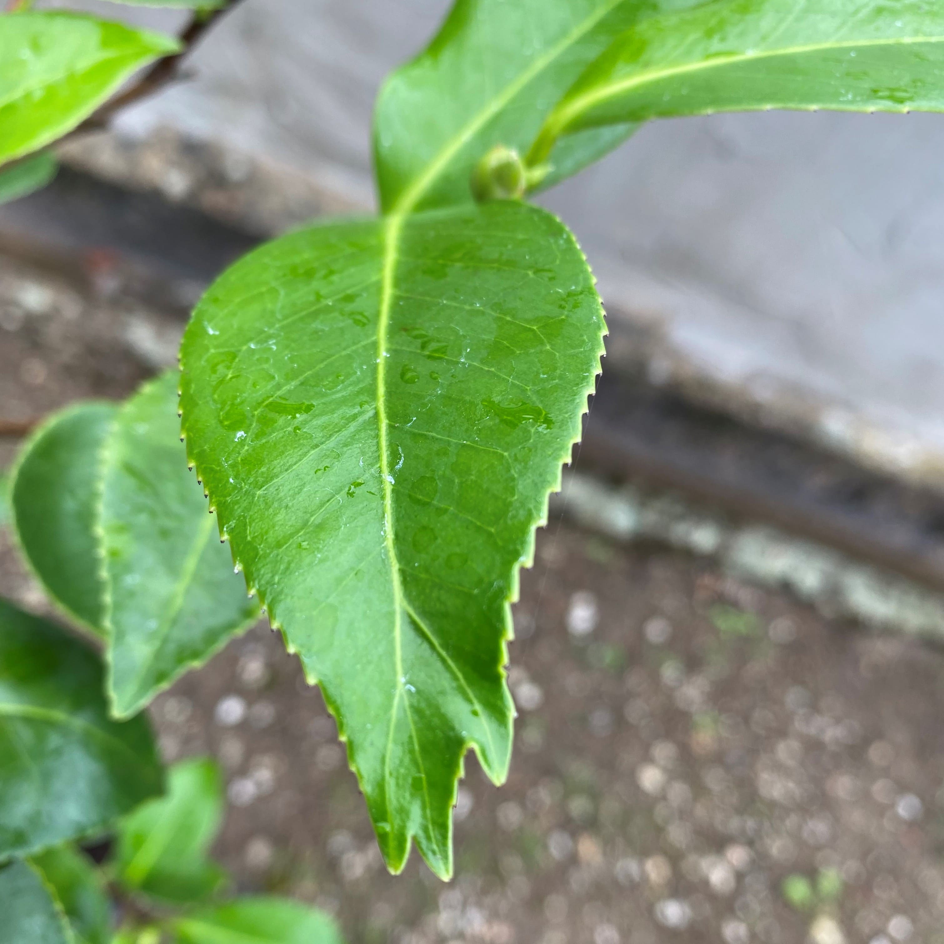 Camellia Kingyo-tsubaki (Fischschwanz Kamelie)