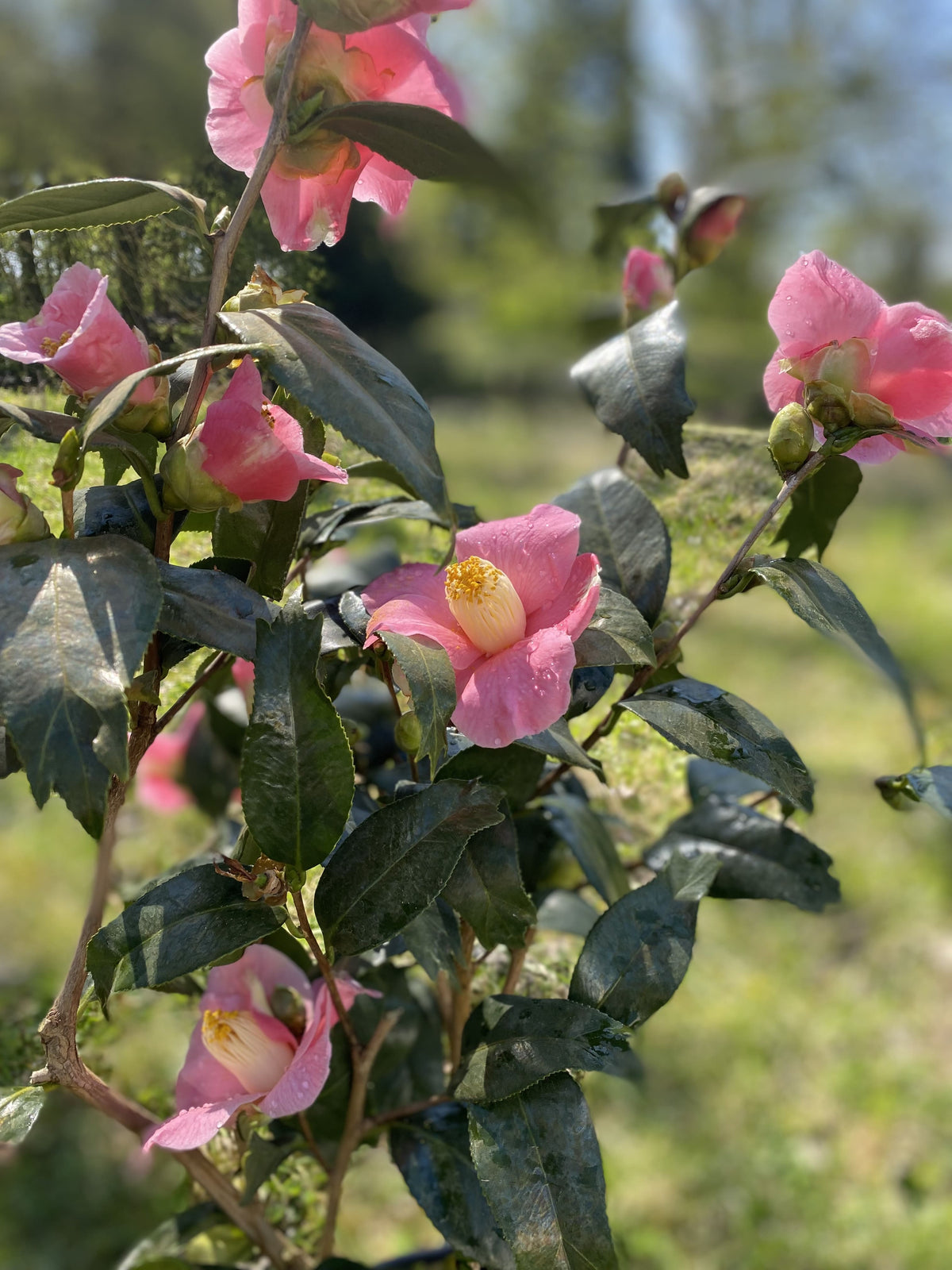 Camellia Kingyo-tsubaki (Fischschwanz Kamelie)