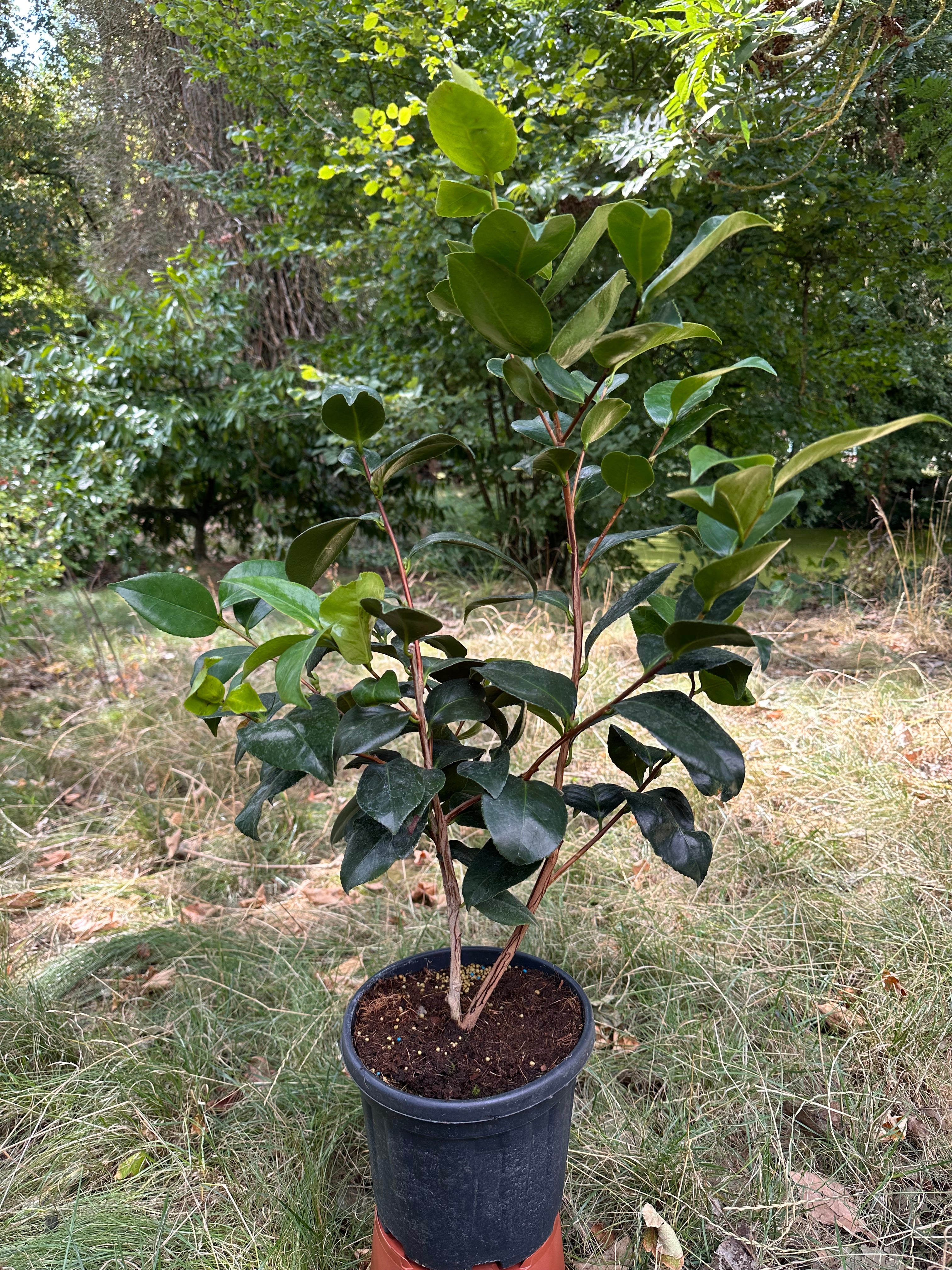 Camellia Margaret Davis