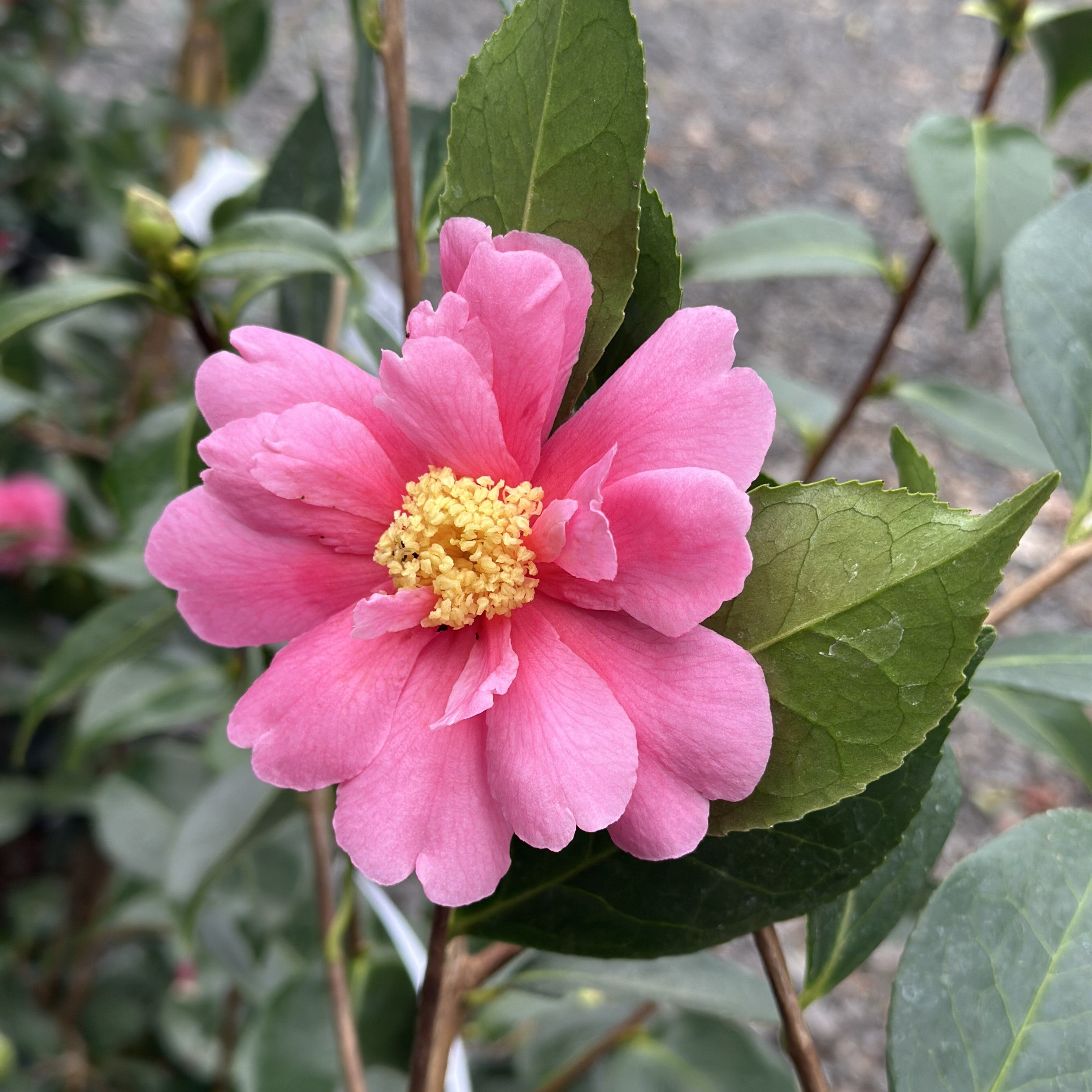 Camellia Mary Phoebe Taylor
