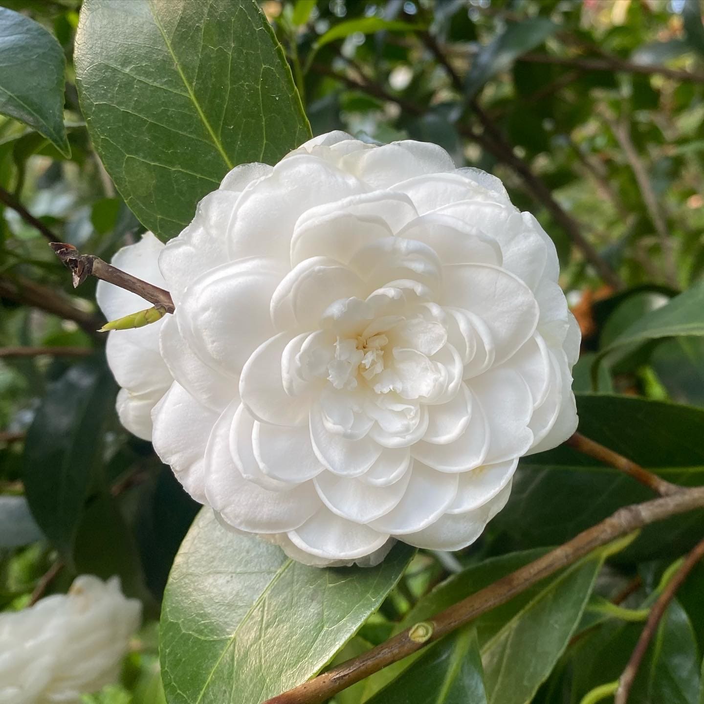 Camellia Mathotiana Alba