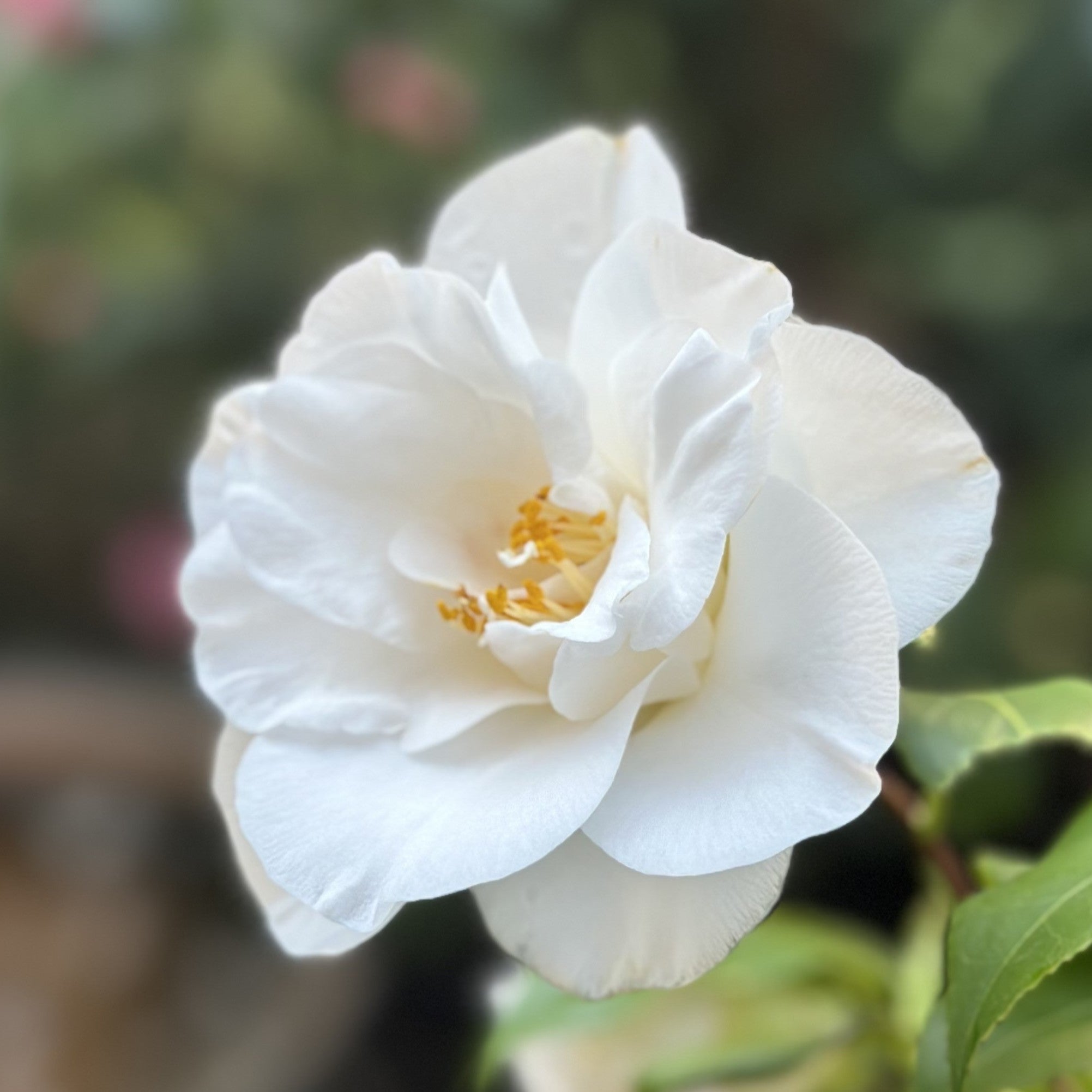 Camellia Miyakodori
