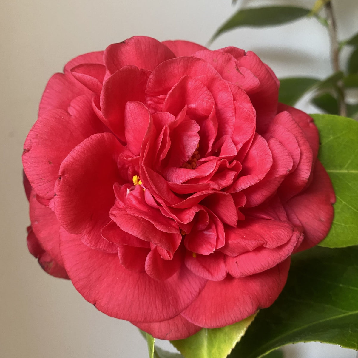 Camellia Mrs. Charles Cobb