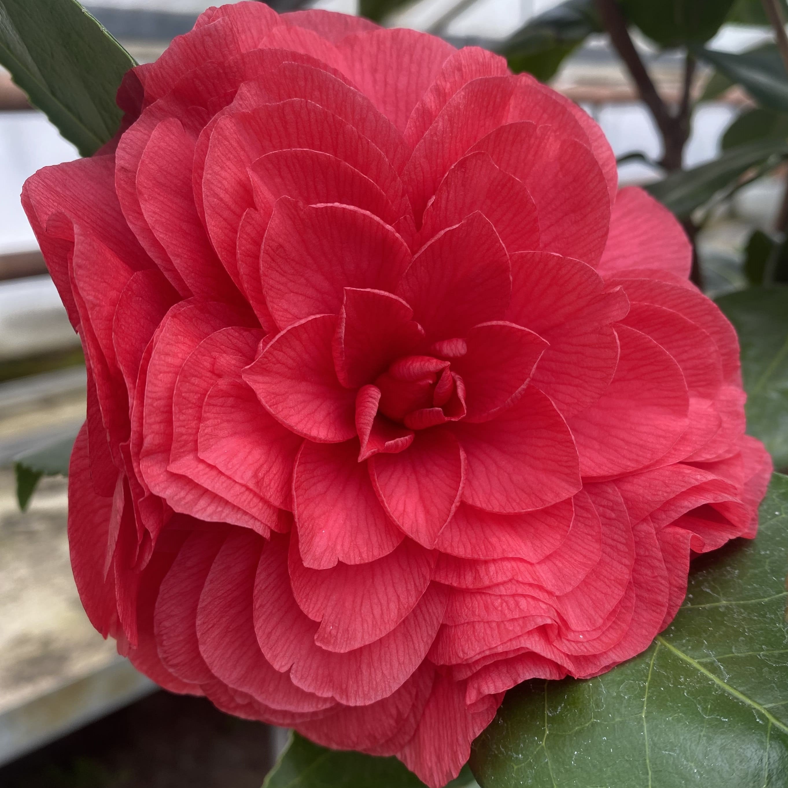 Camellia Nuccio's Bella Rossa