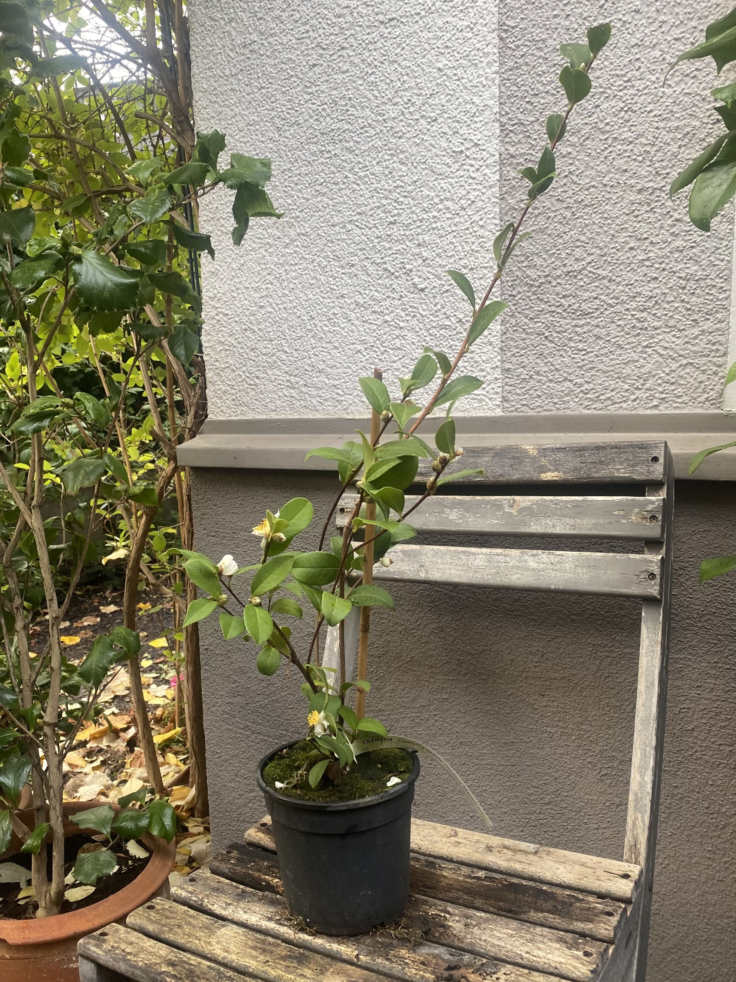 Camellia oleifera Wildform