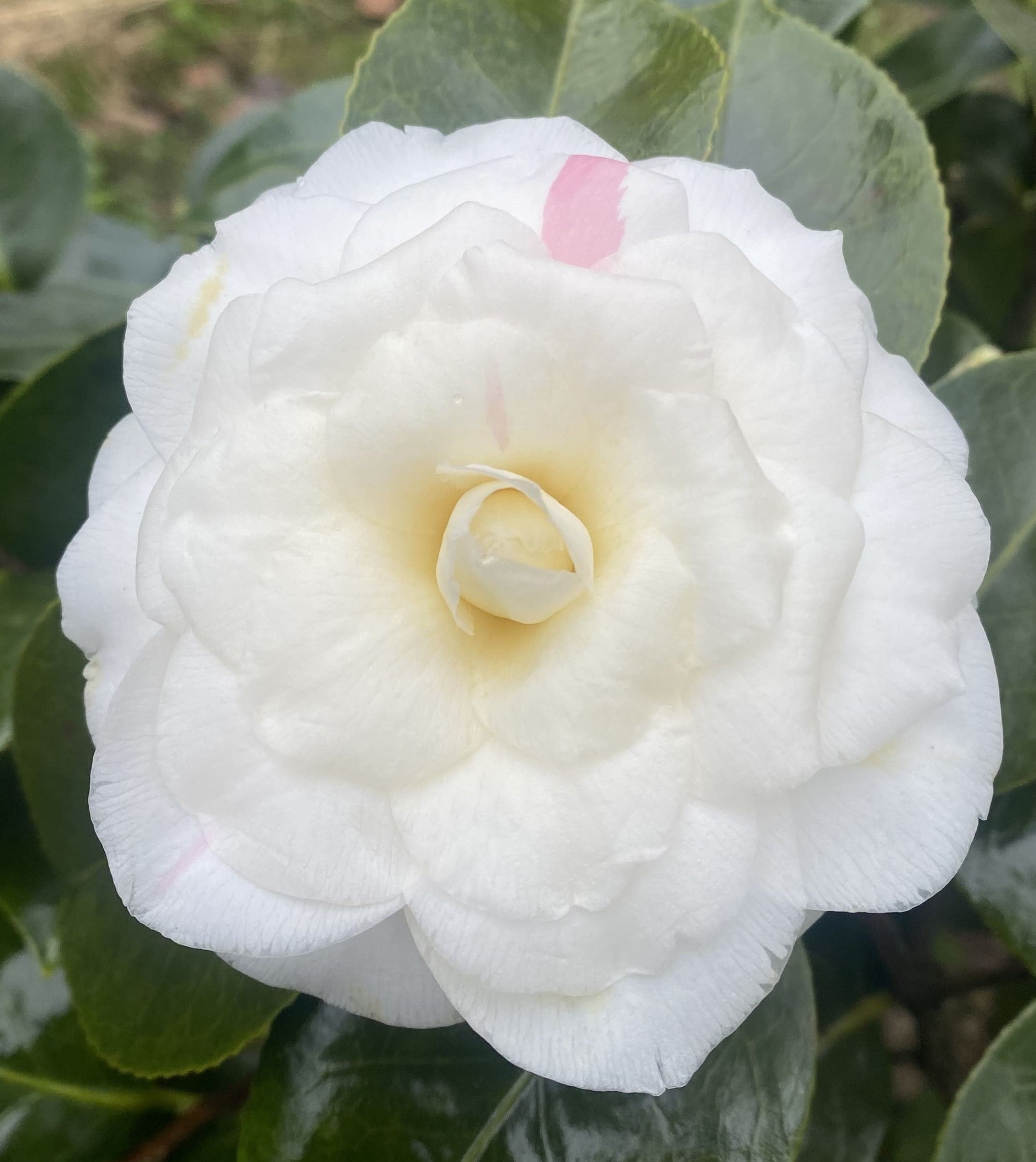 Camellia Paolina Maggi