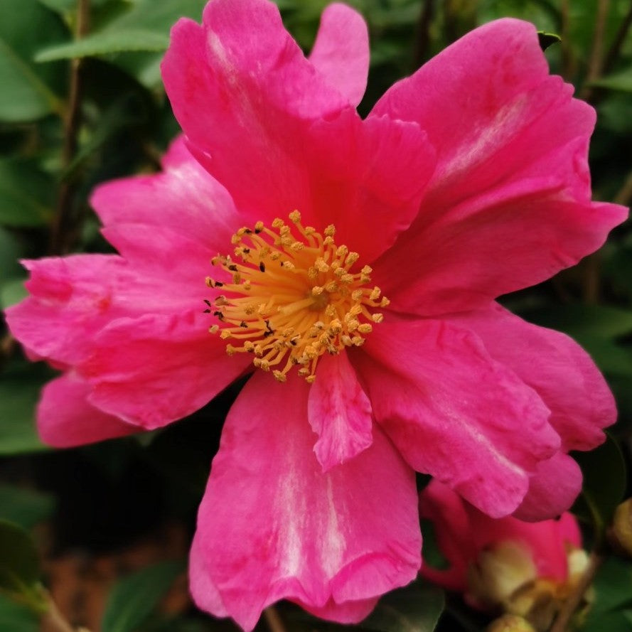 Camellia Paradise Belinda
