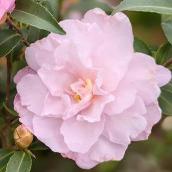 Camellia Mine-no-yuki 