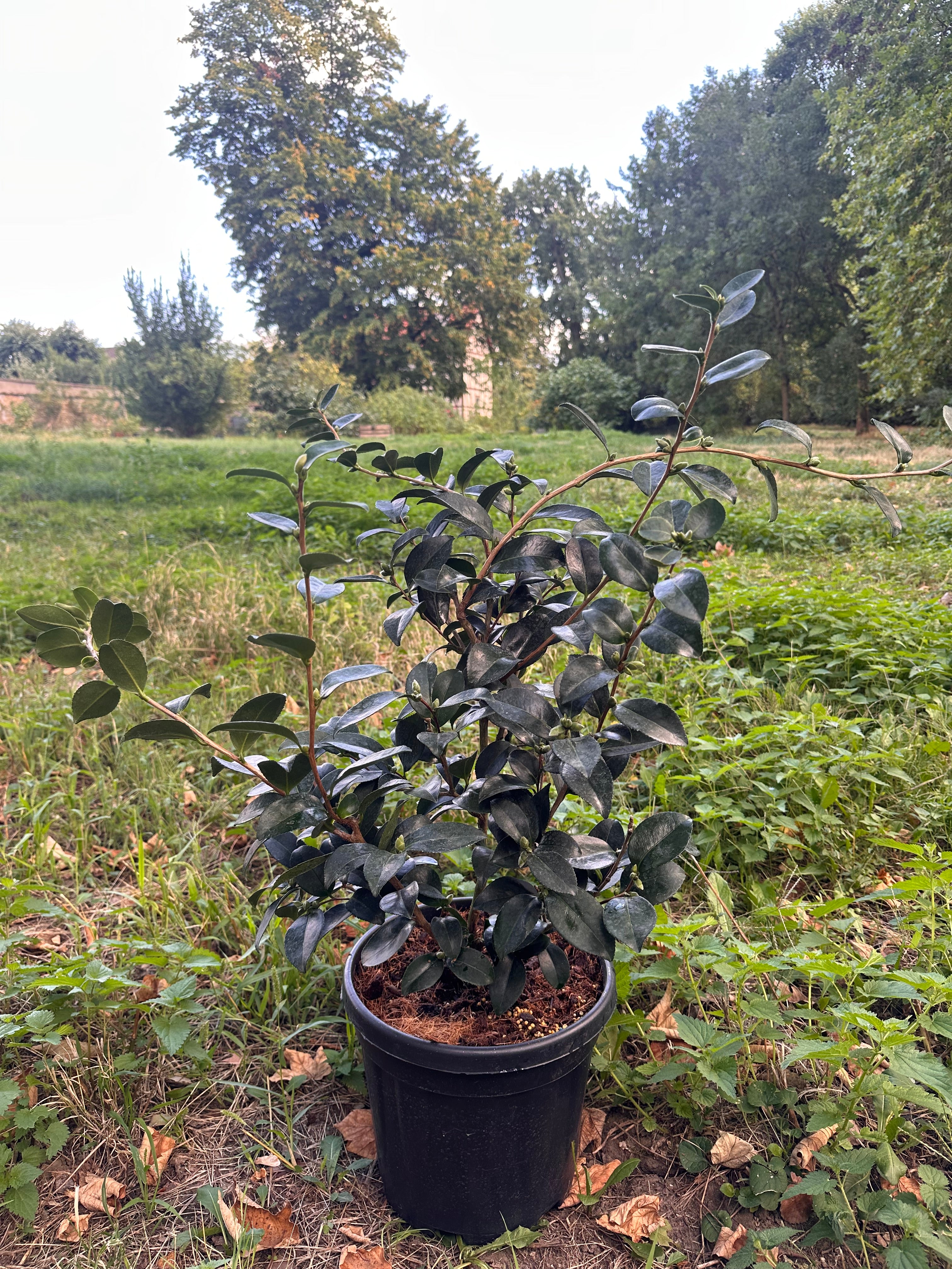 Camellia Paradise Belinda