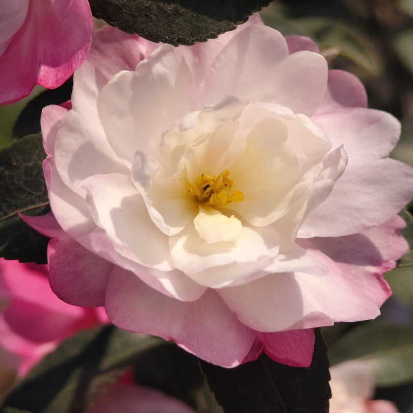 Camellia Mine-no-yuki 