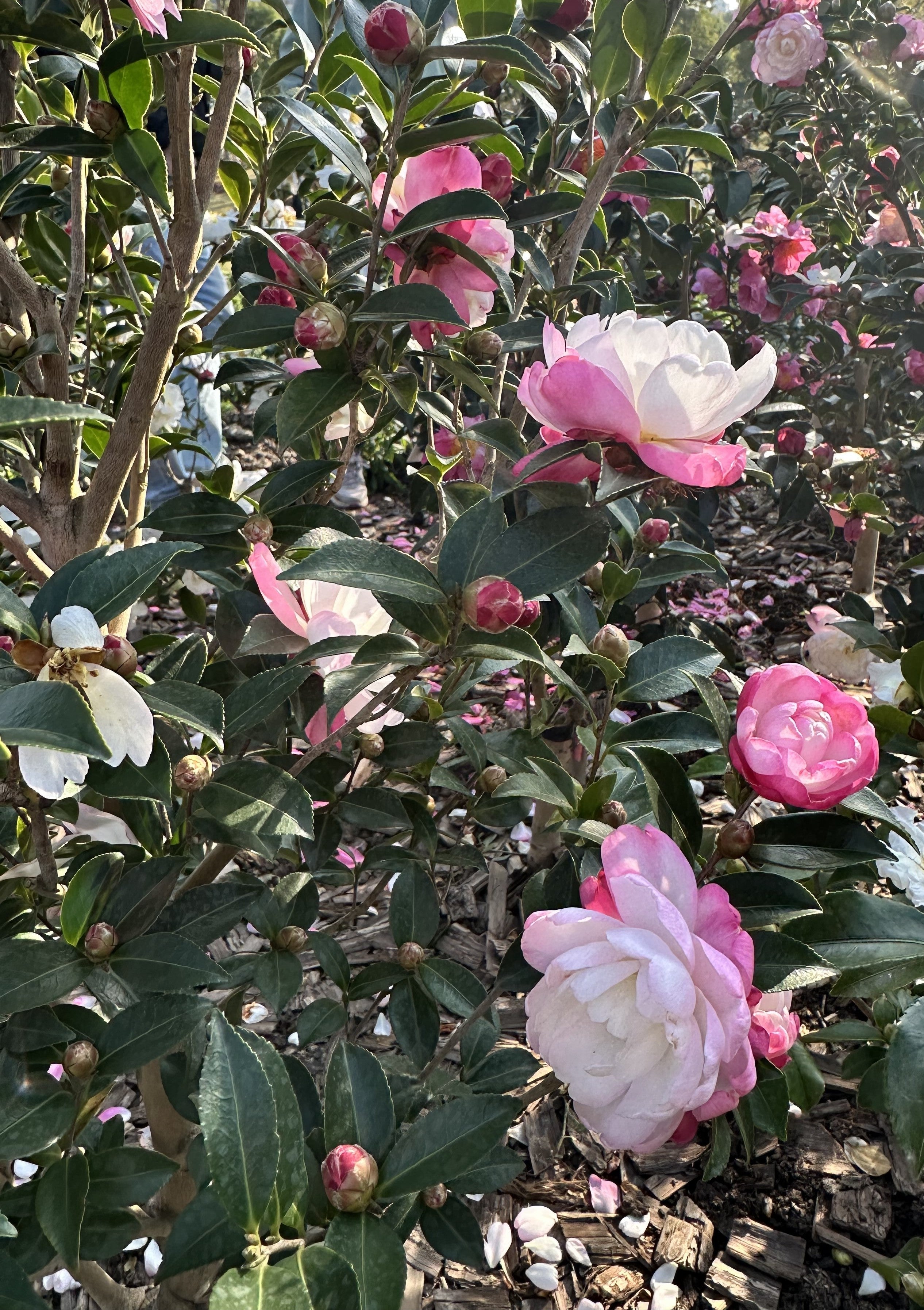 Camellia Mine-no-yuki 