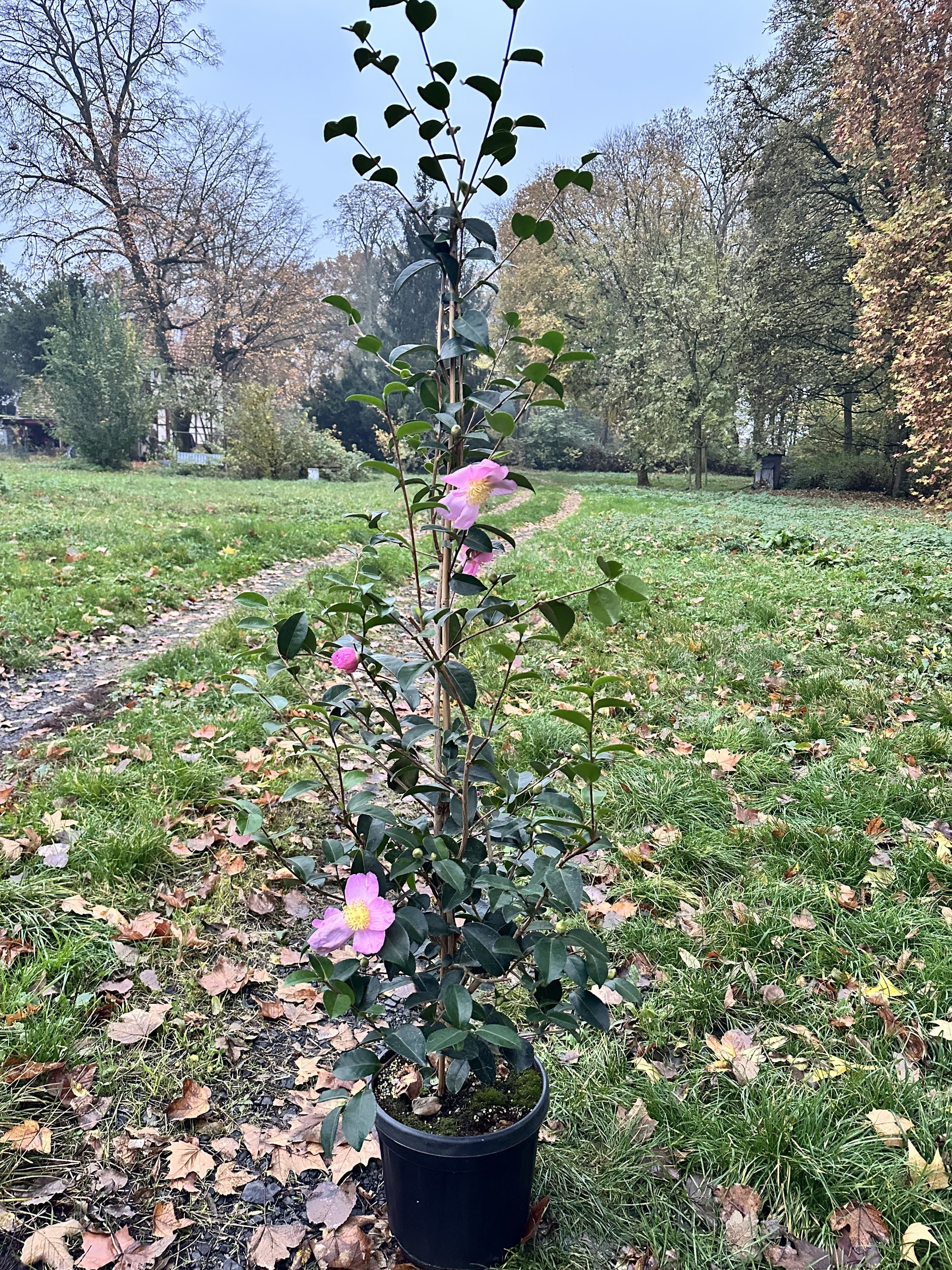 Camellia Plantation Pink