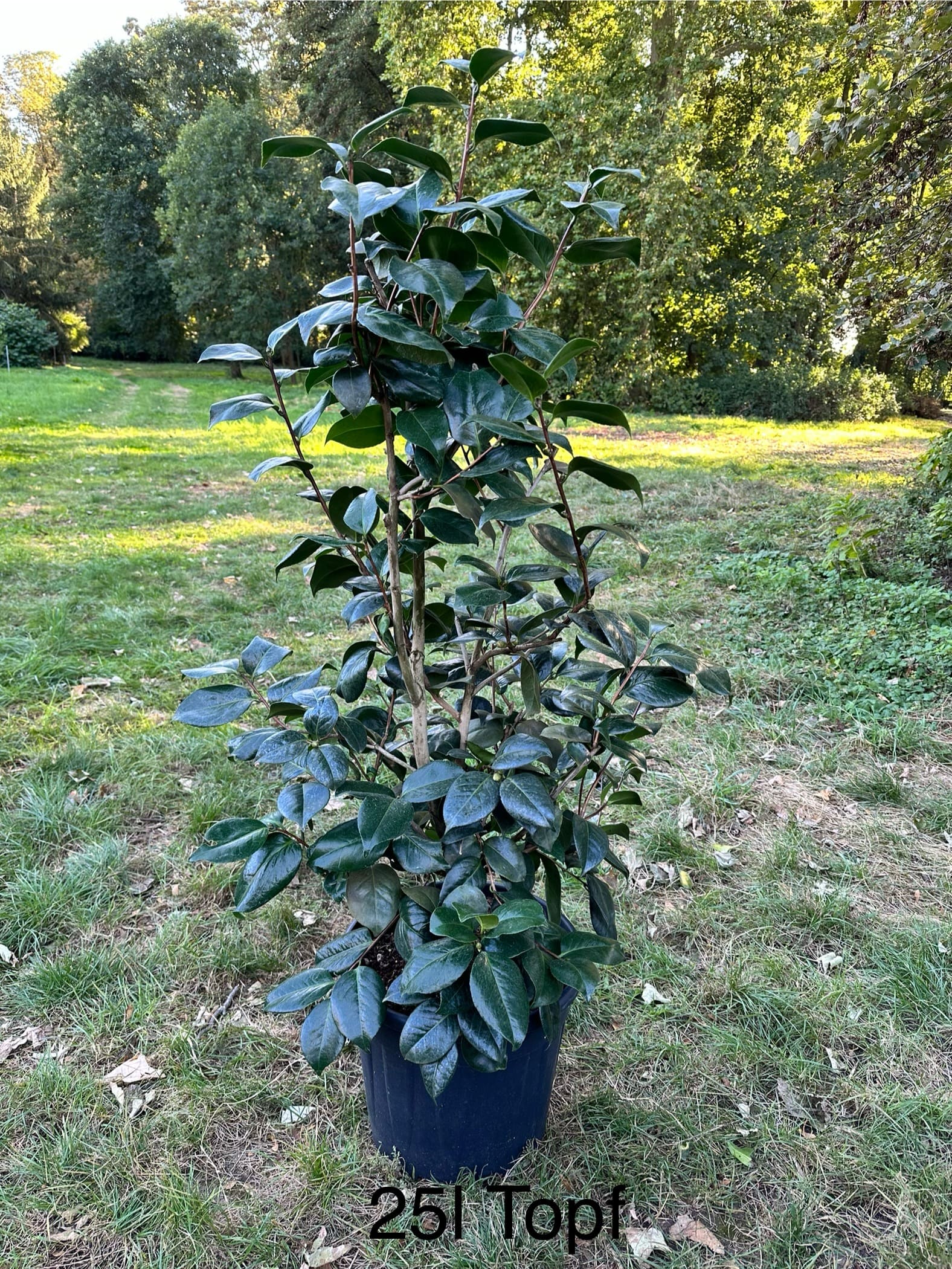 Camellia Professore Santarelli