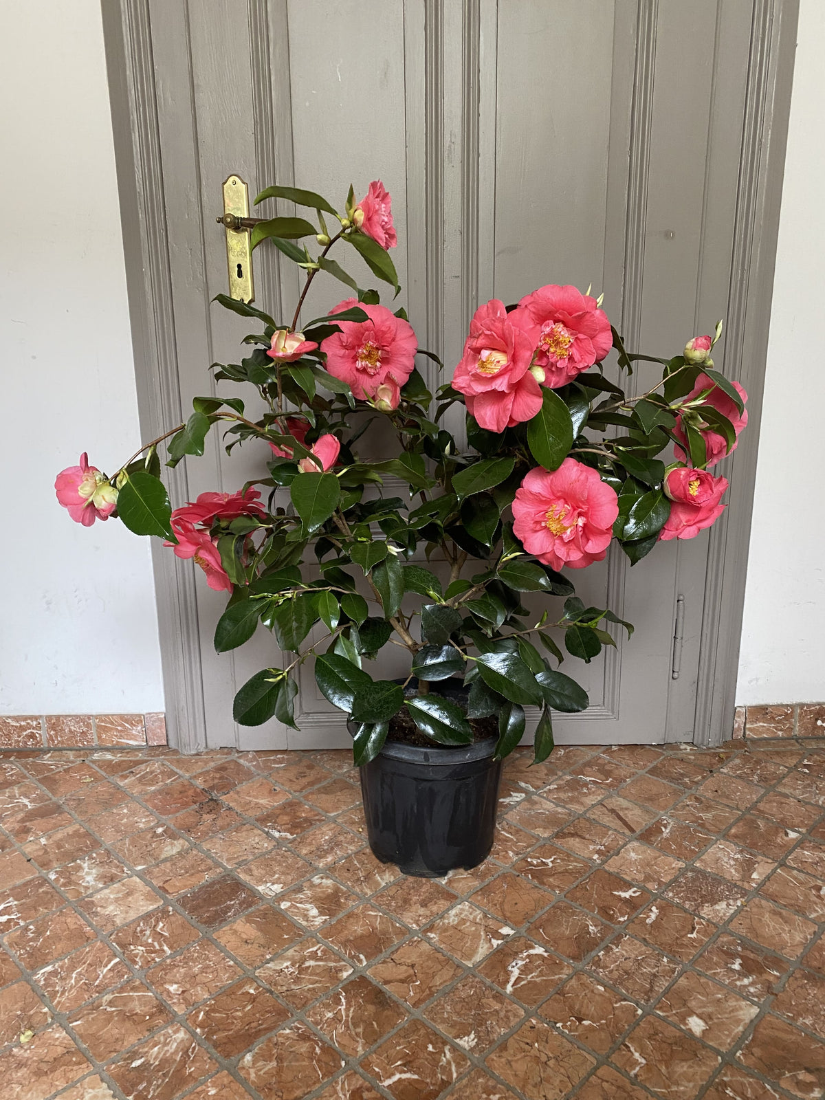 Camellia R.L. Wheeler