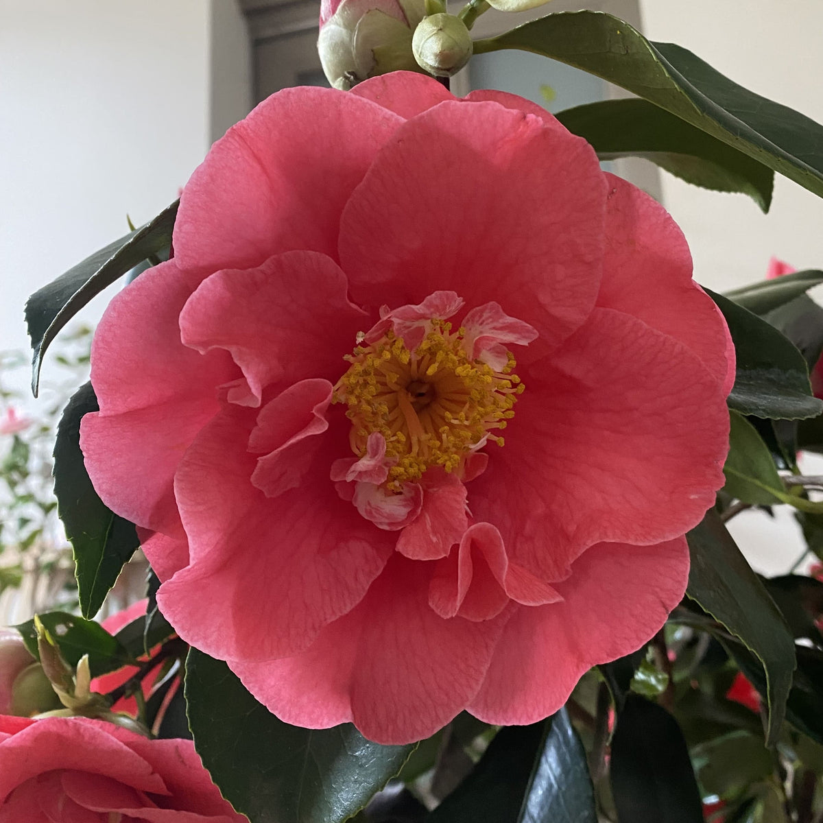Camellia R.L. Wheeler
