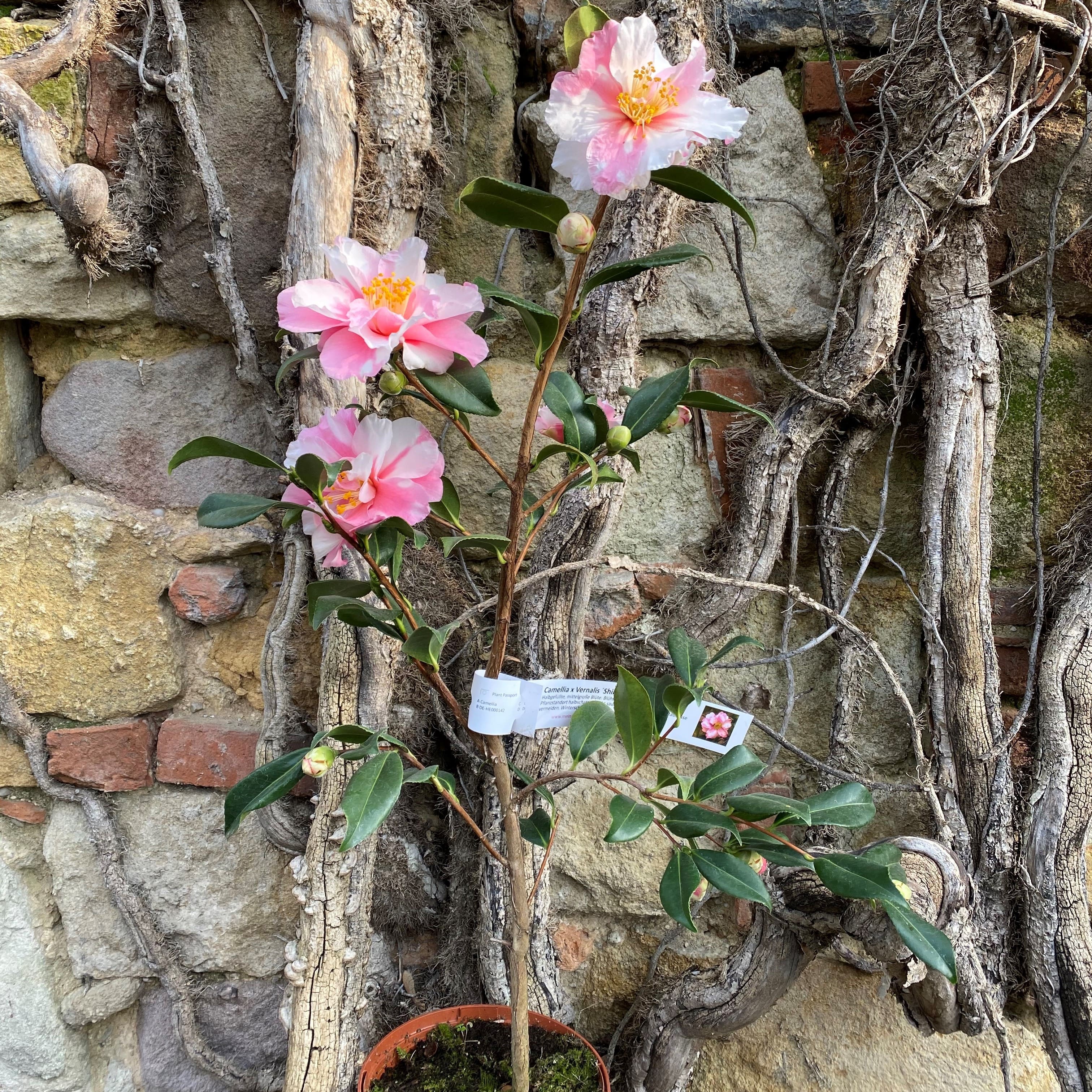 Camellia Shibori-egao