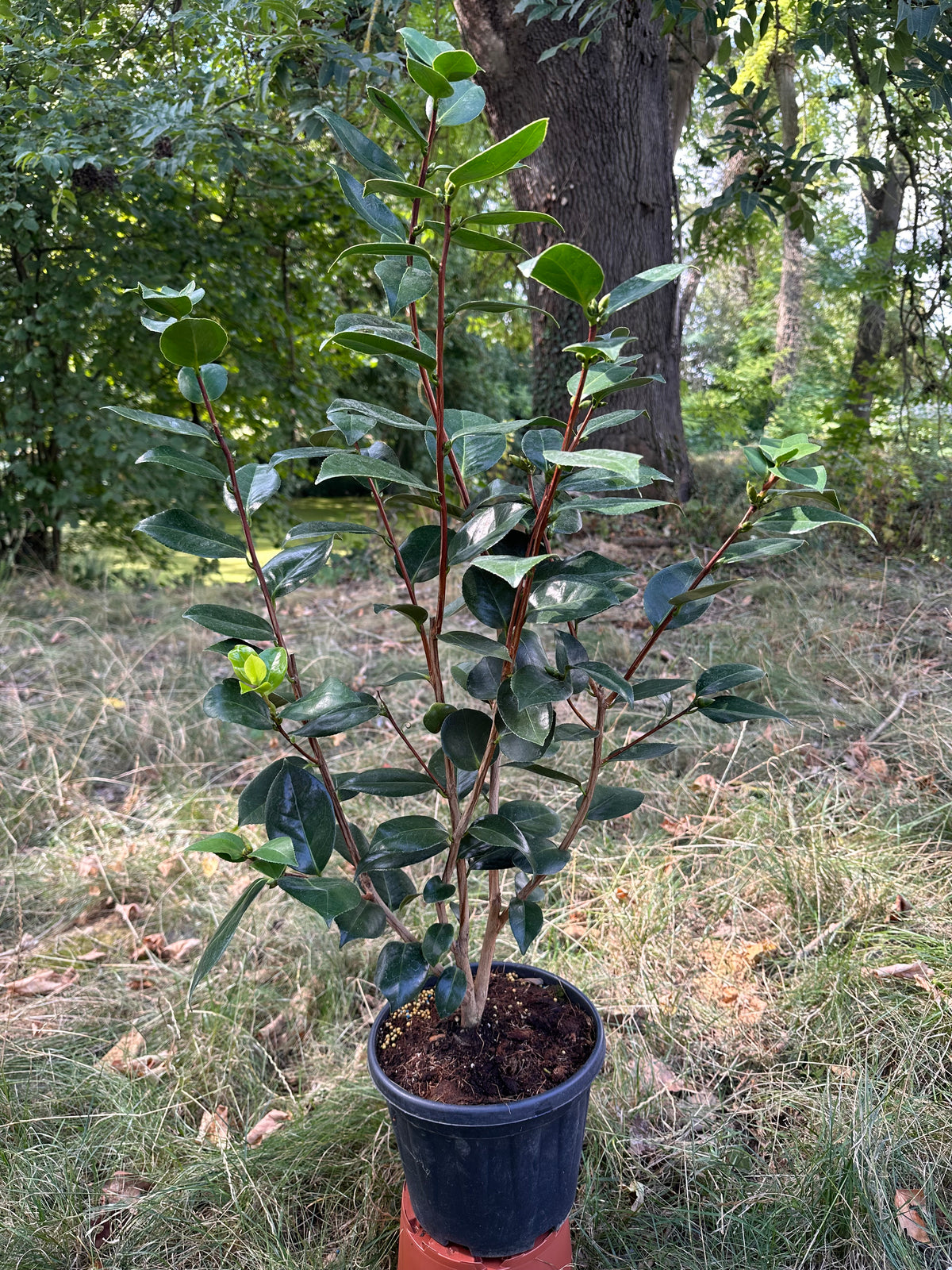 Camellia Shiragiku