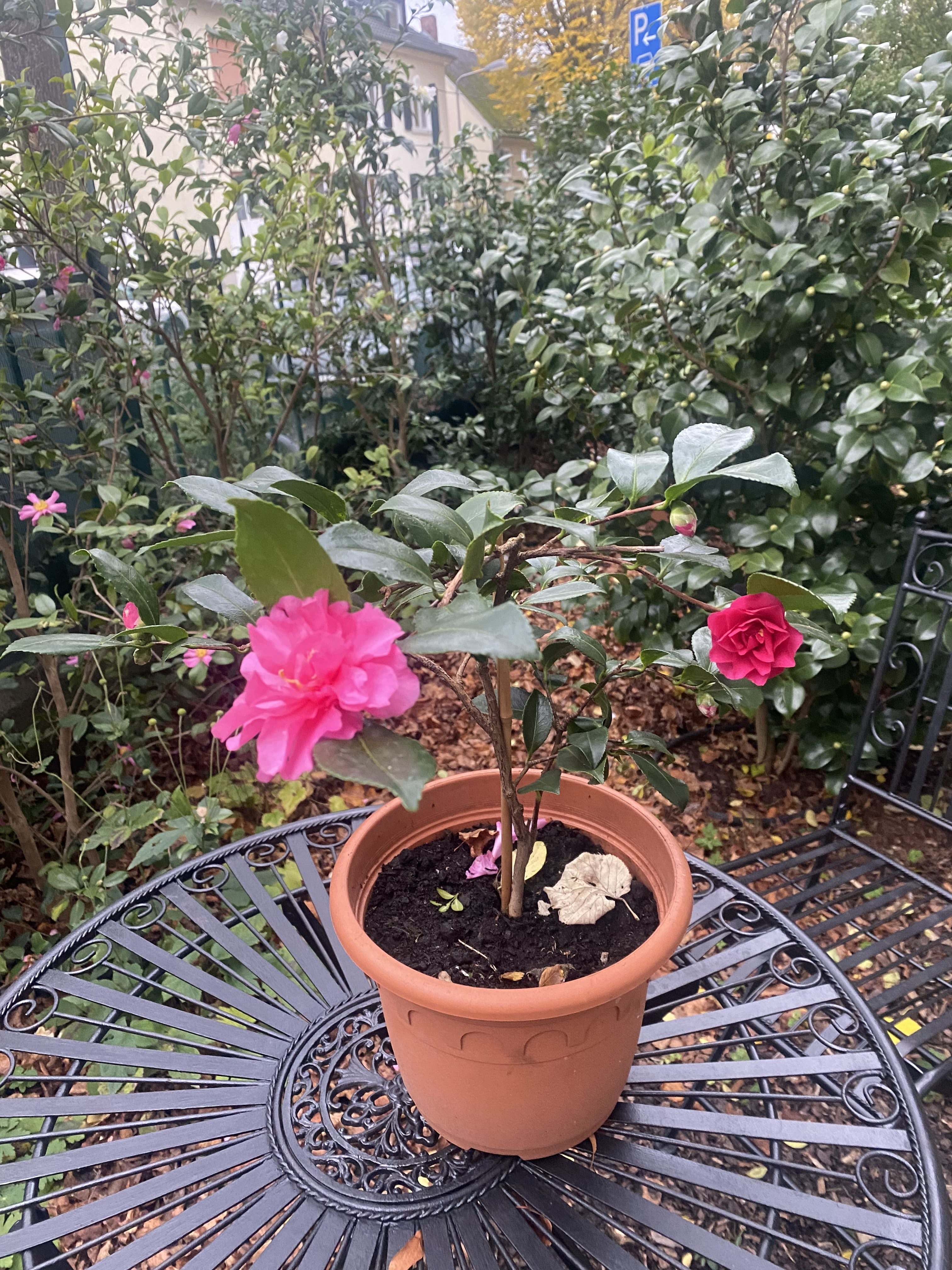 Camellia shishigashira