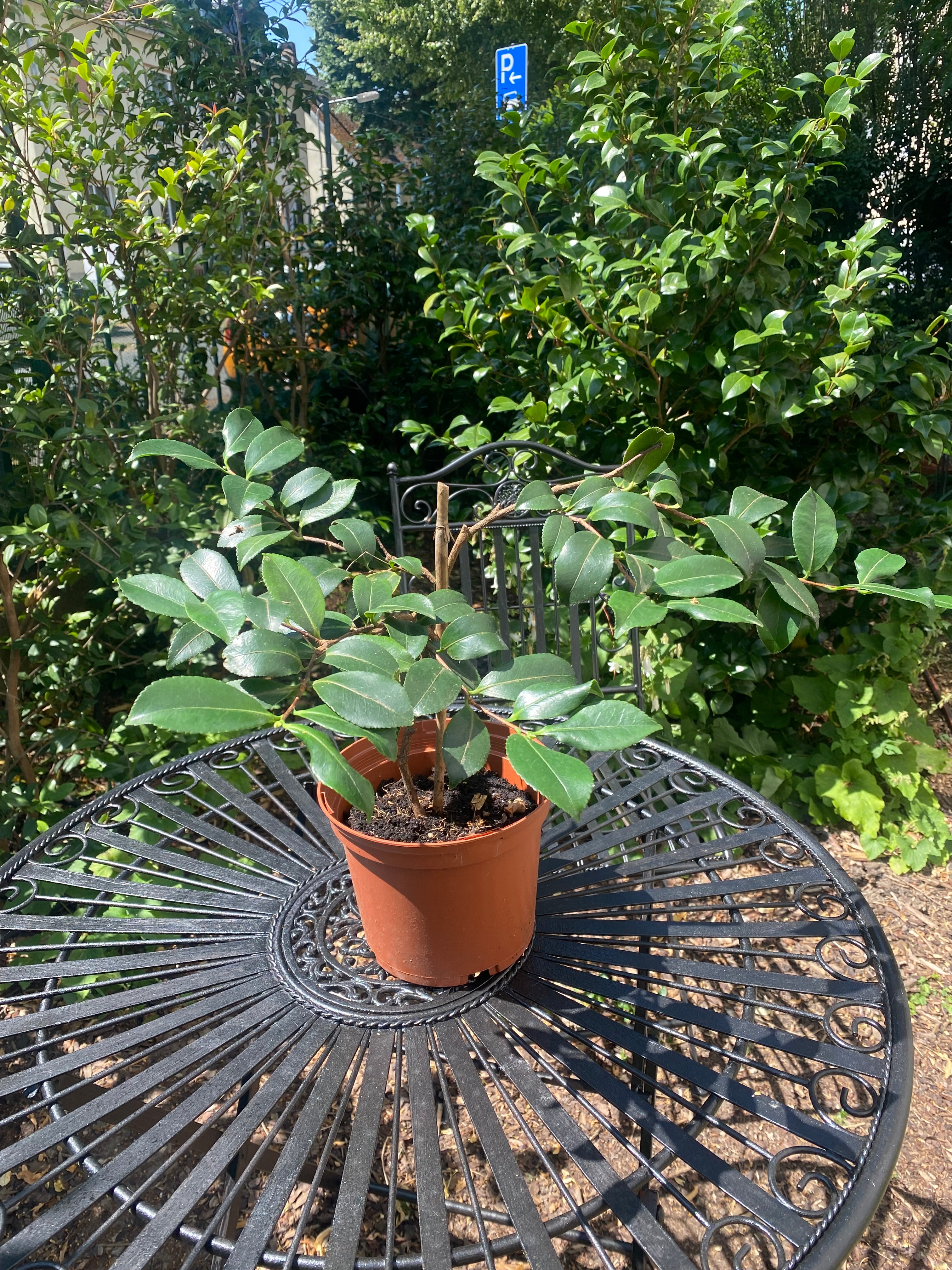 Camellia shishigashira