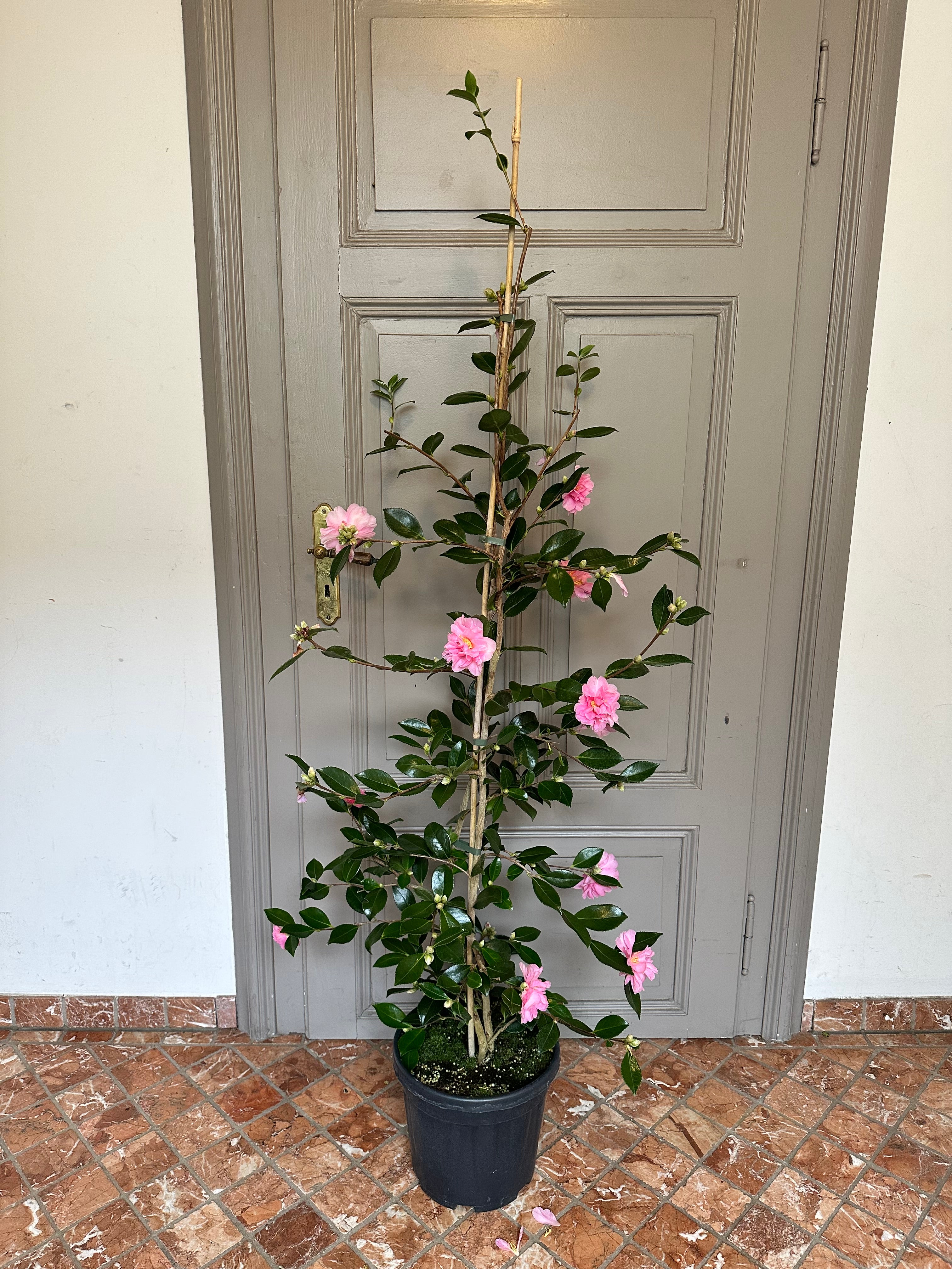 Camellia Shôwa-no-sakae