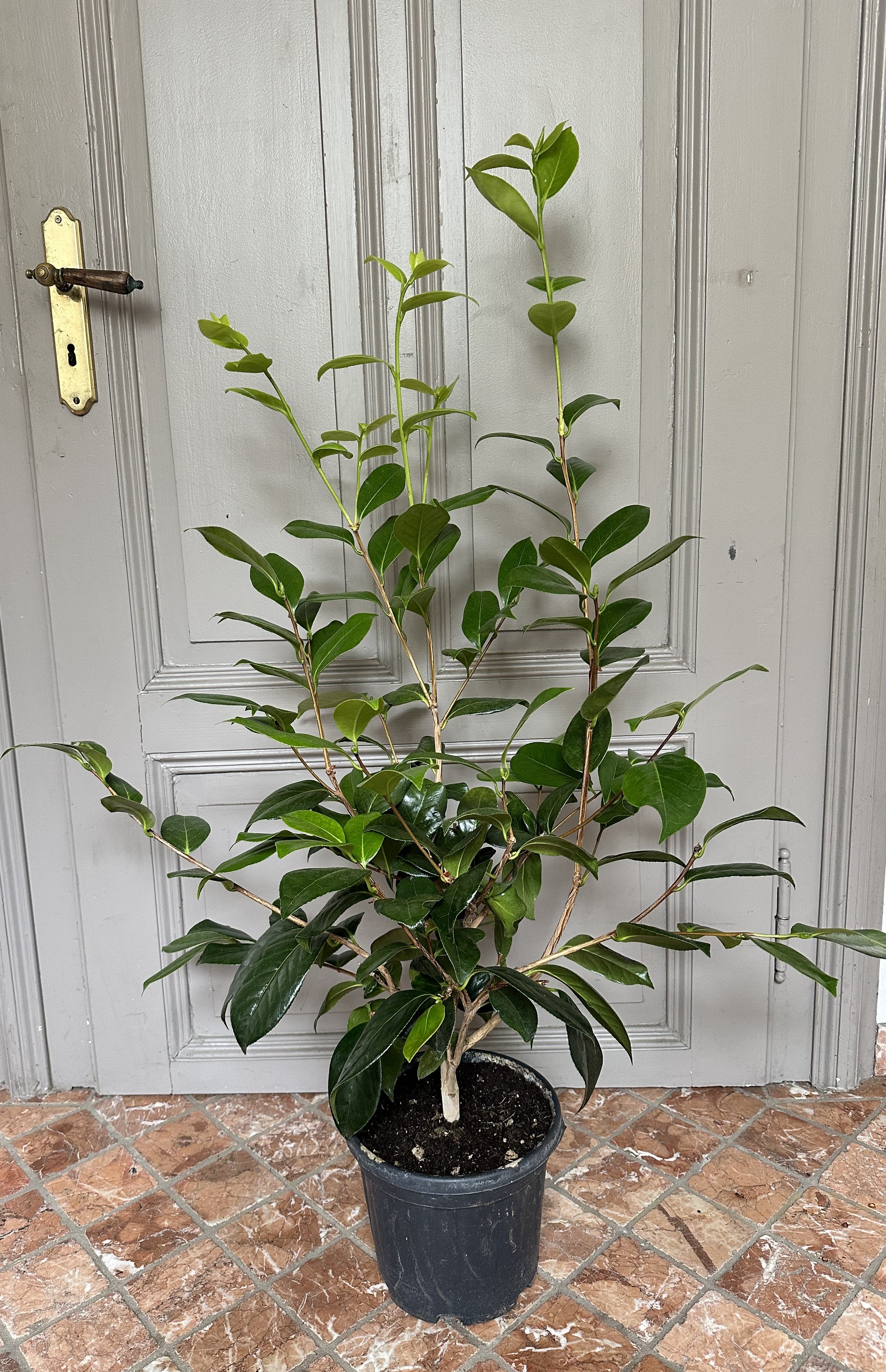 Camellia Silver Lace