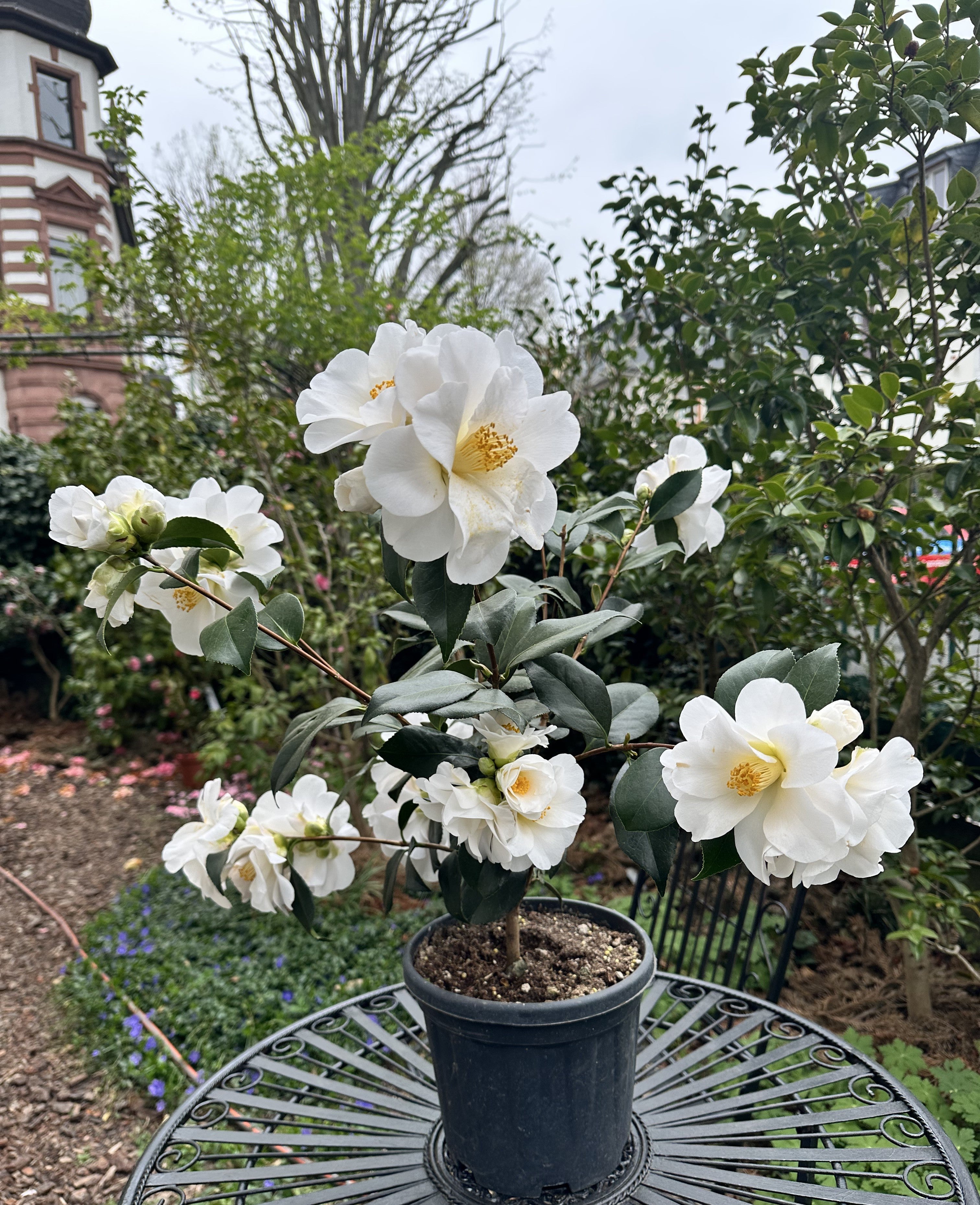 Camellia Silver Tower
