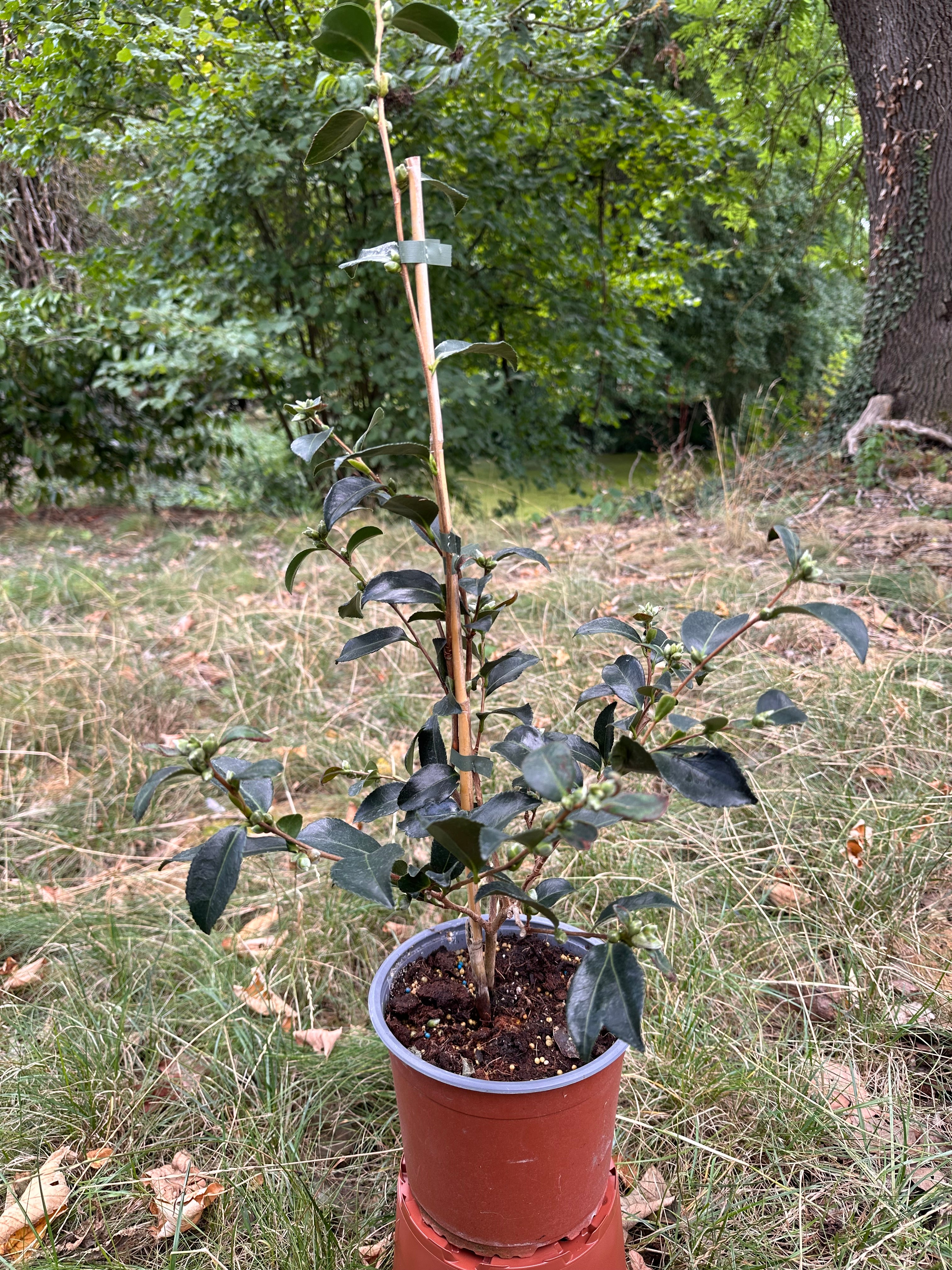 Camellia  Sparkling Burgundy