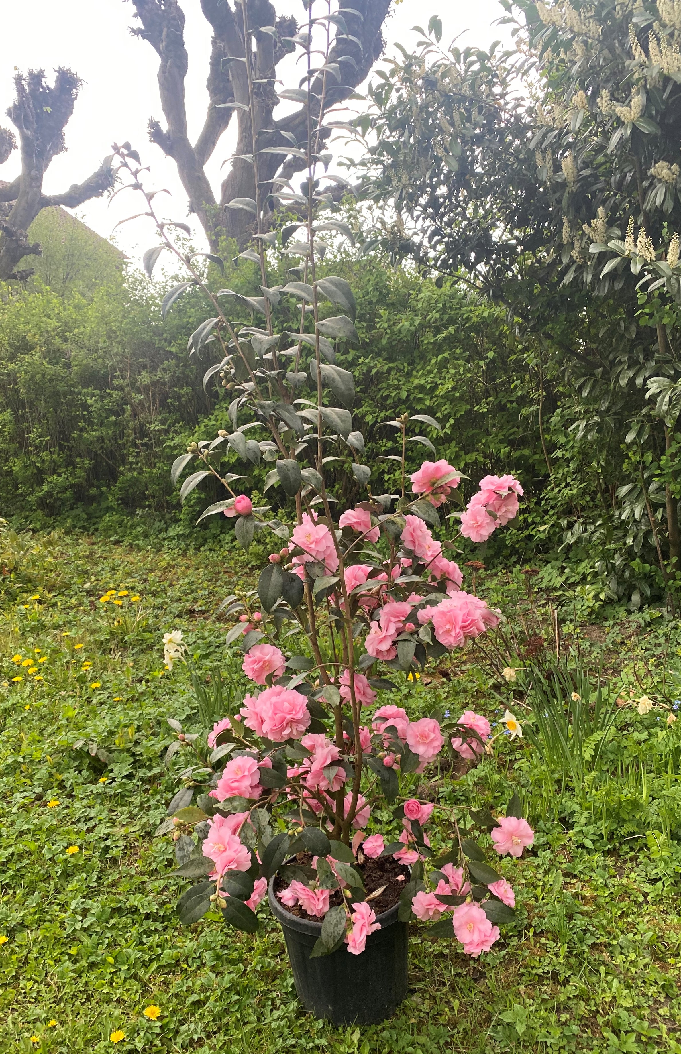 Camellia Spring Festival