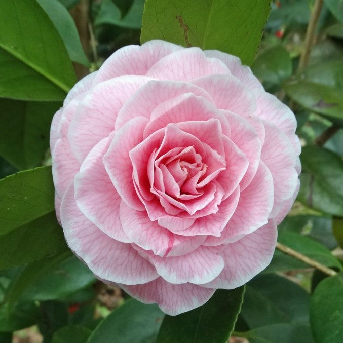 Camellia Stella di Compito