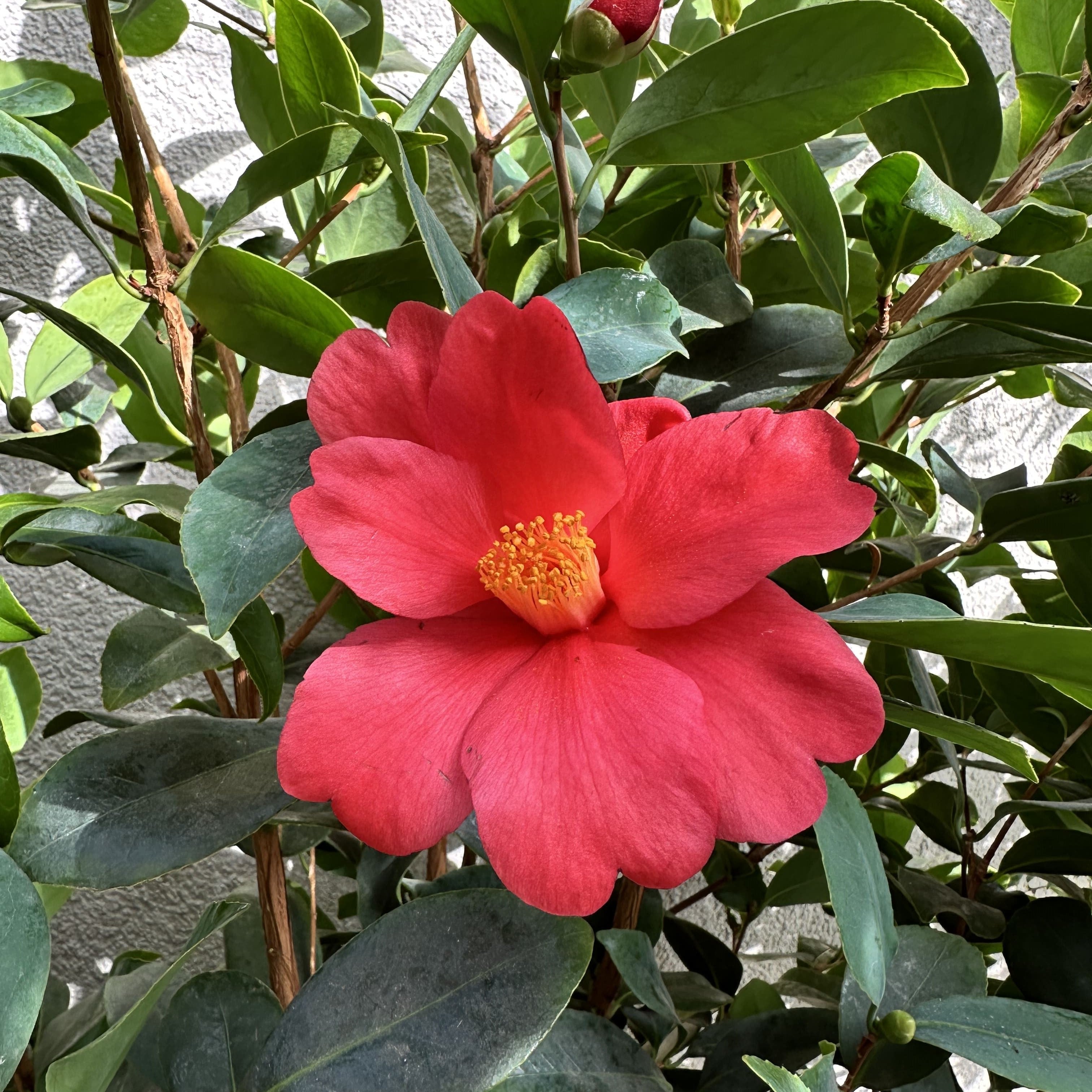Camellia 1001 Summer Nights Jasmine