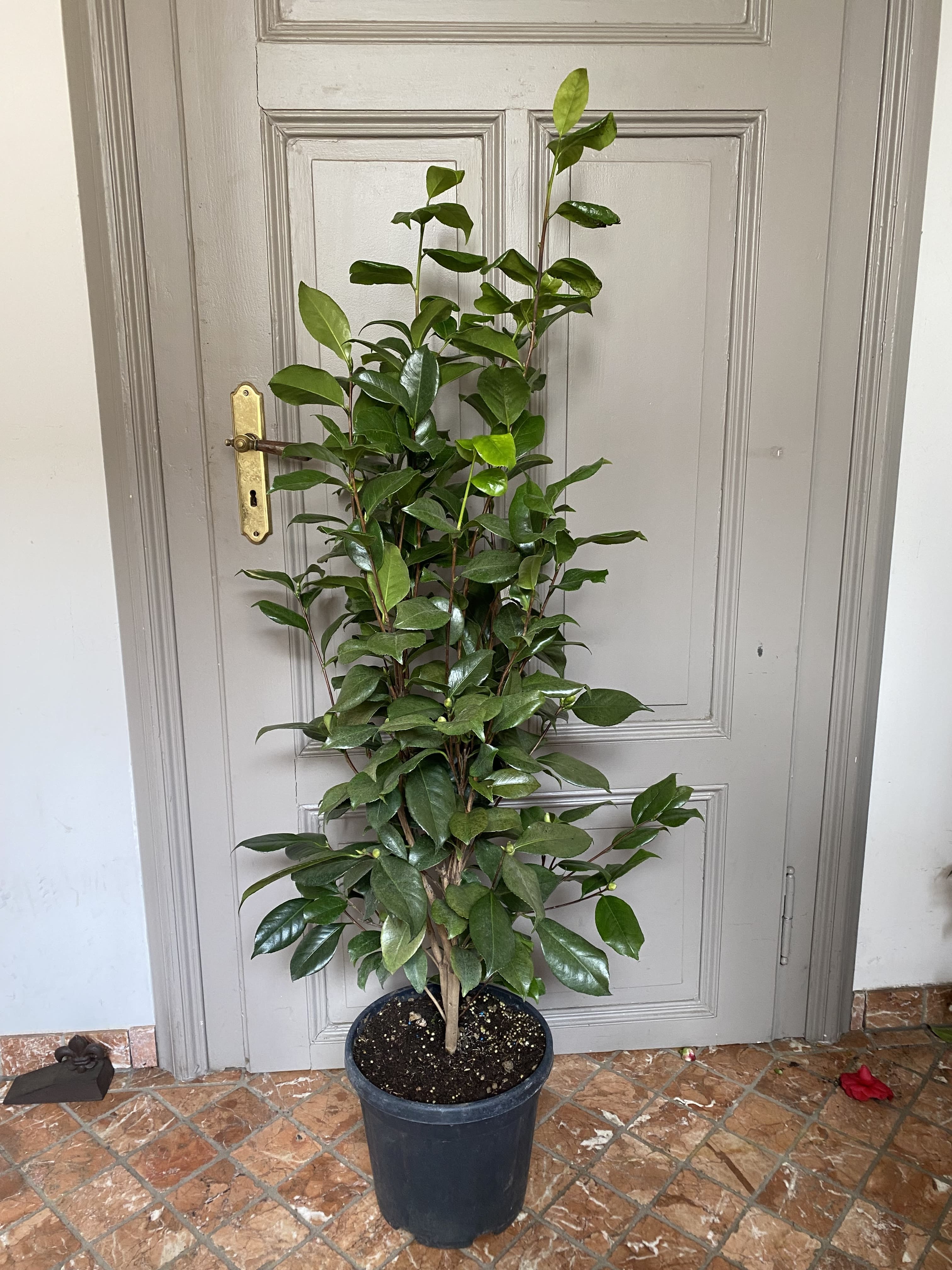 Camellia Vergine di Collebeato